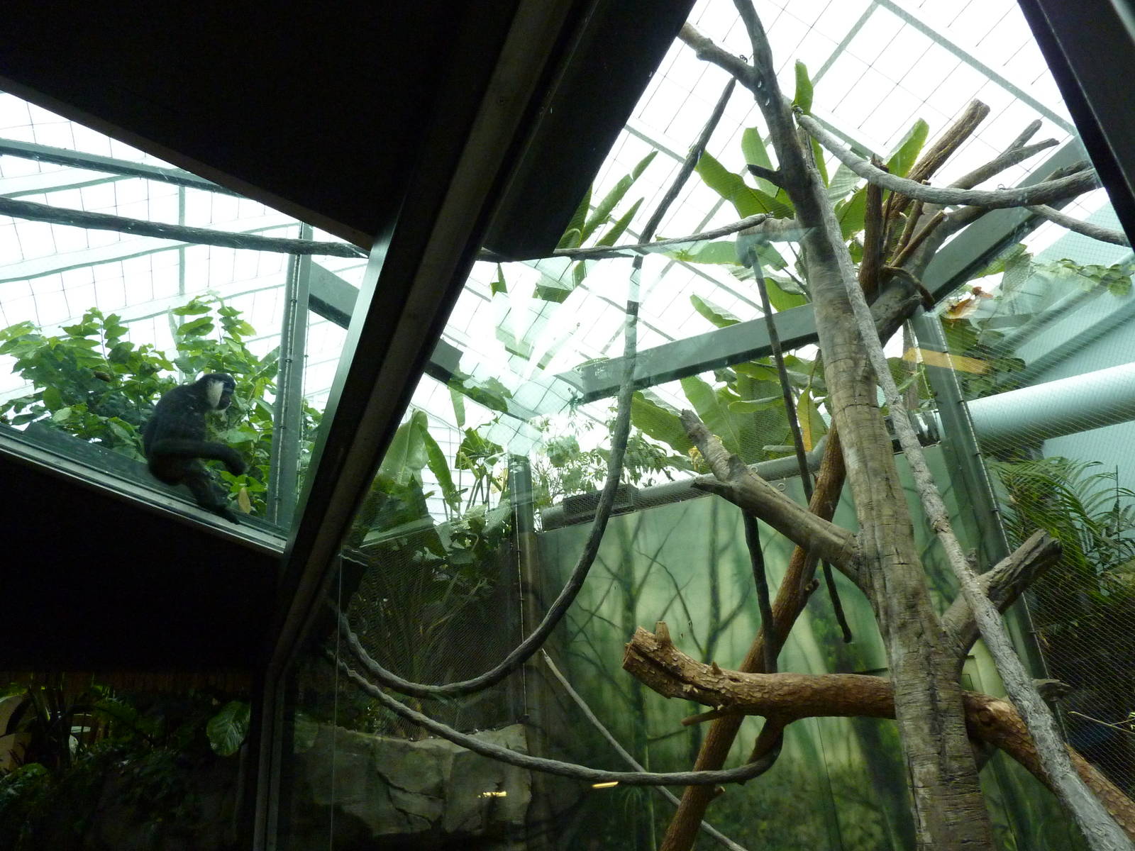 Tropics Building - White-Cheeked Gibbon/Small-Clawed Otter Exhibit