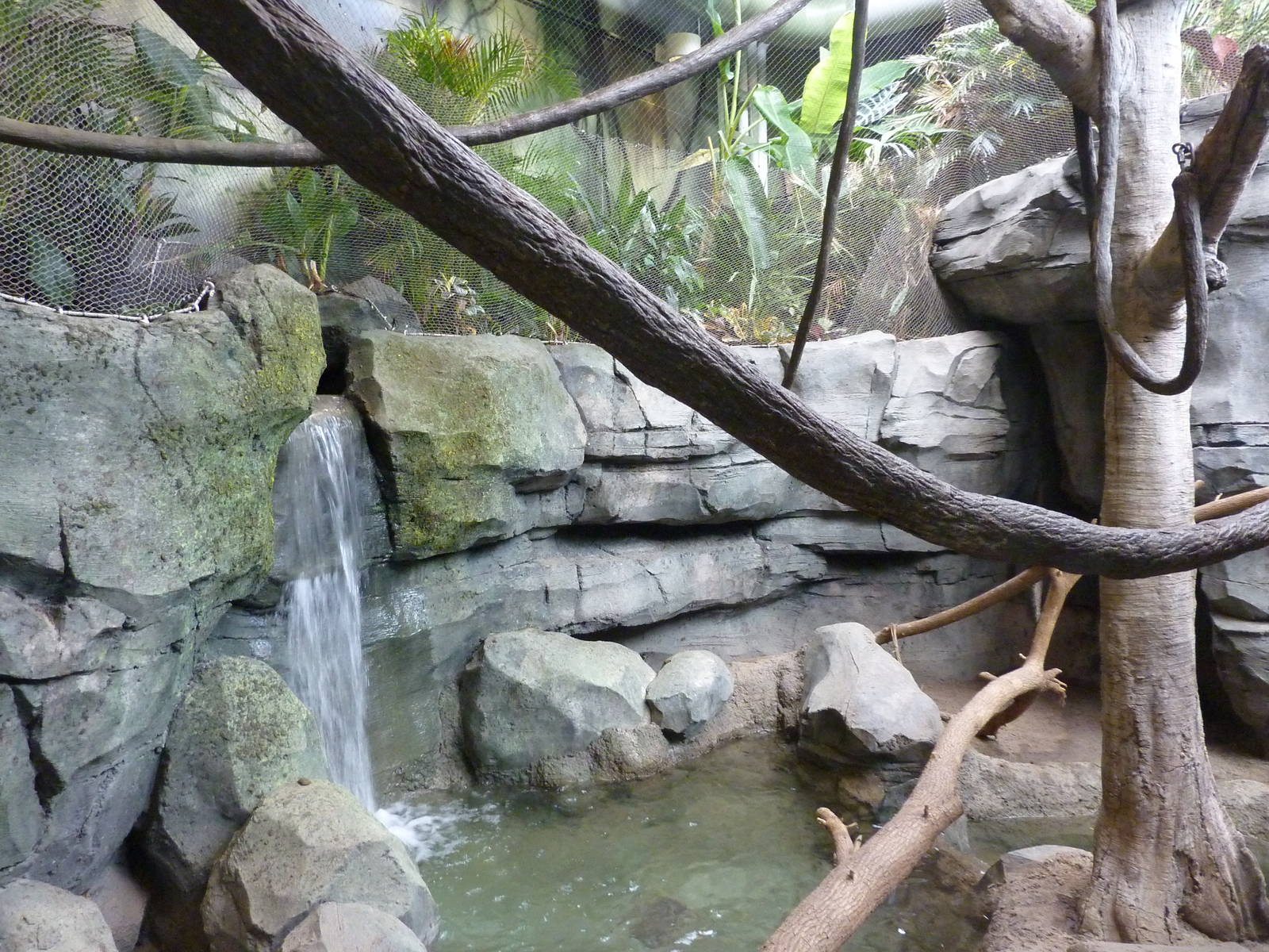 Tropics Building - White-Cheeked Gibbon/Small-Clawed Otter Exhibit