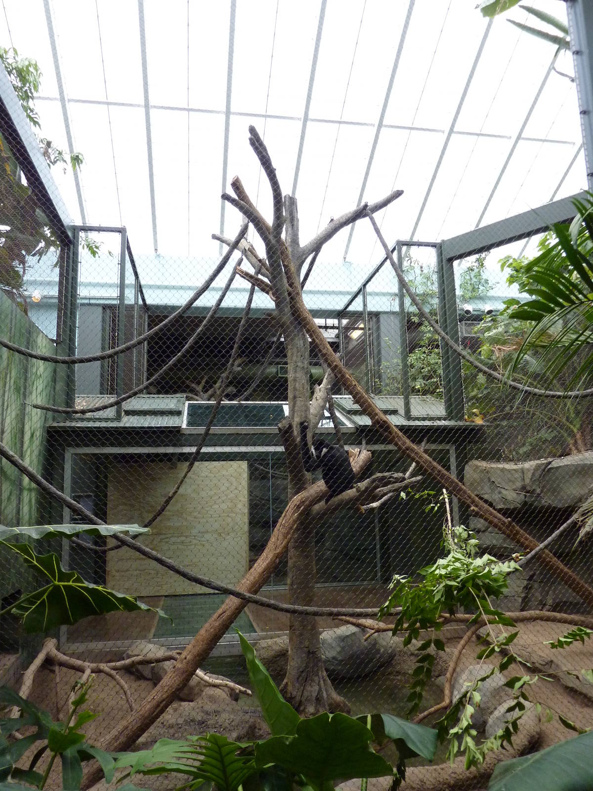 Tropics Building - White-Cheeked Gibbon/Small-Clawed Otter Exhibit