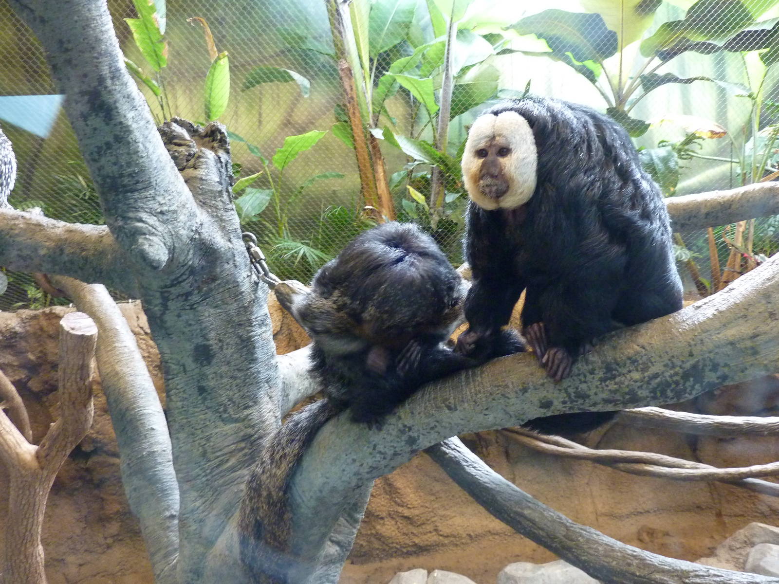 Tropics Building - White-Faced Saki Monkeys