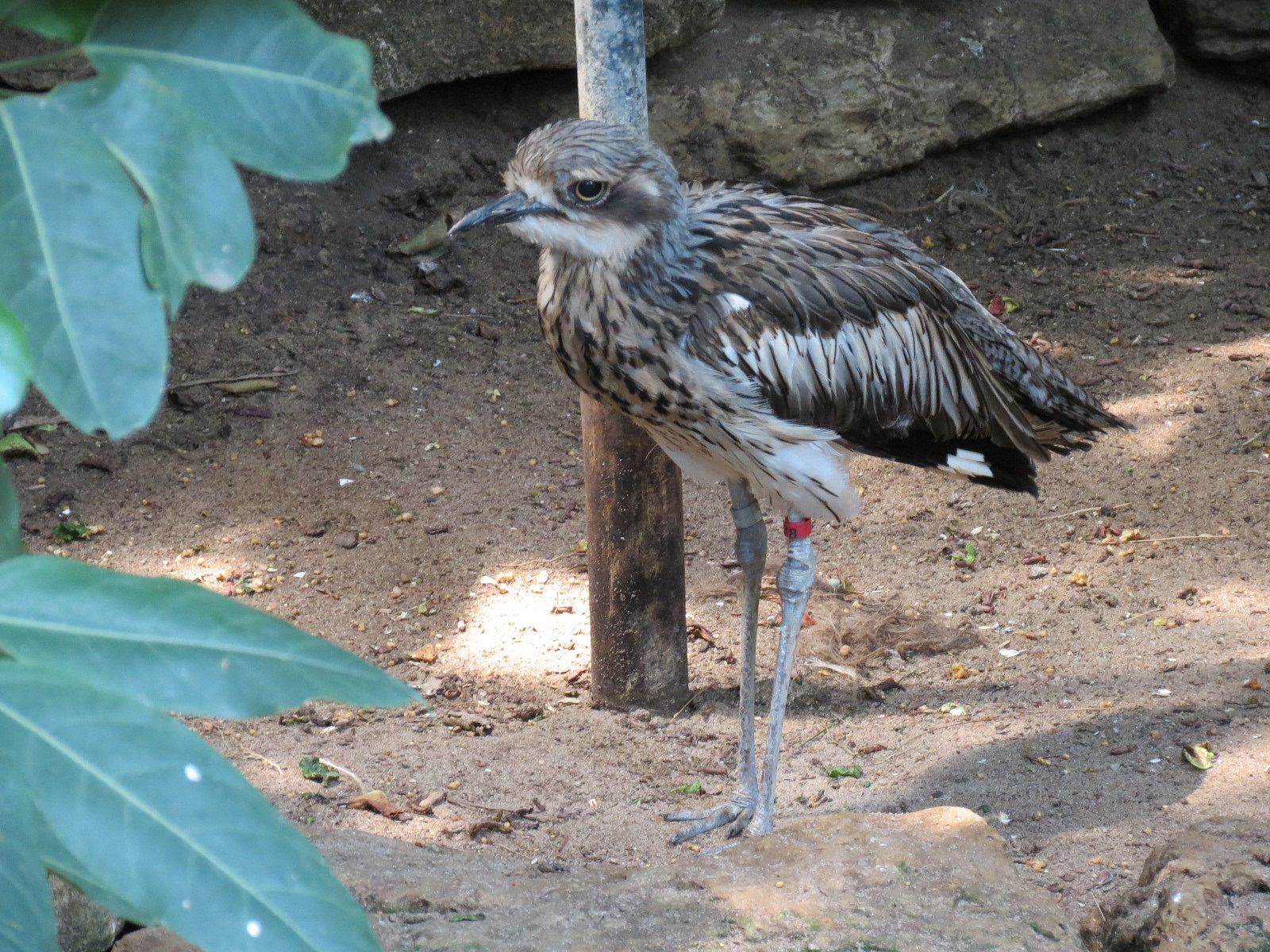 Tropics - Bush Thick-knee