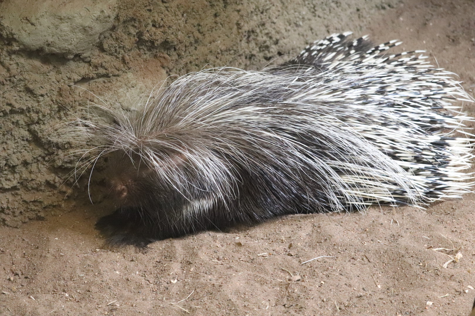 Tropics - Cape Porcupine