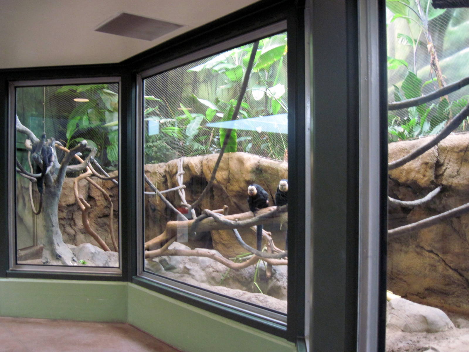 Tropics-Capybara/Crested Screamer/White-faced Saki Monkey/Prehensile-tailed