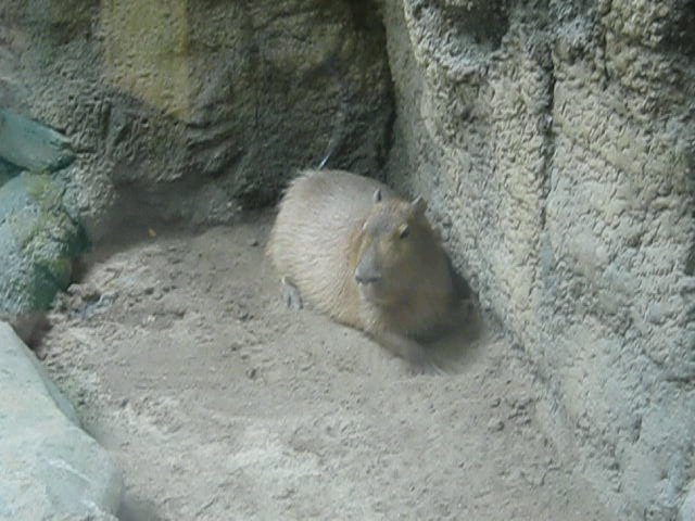 Tropics-Capybara