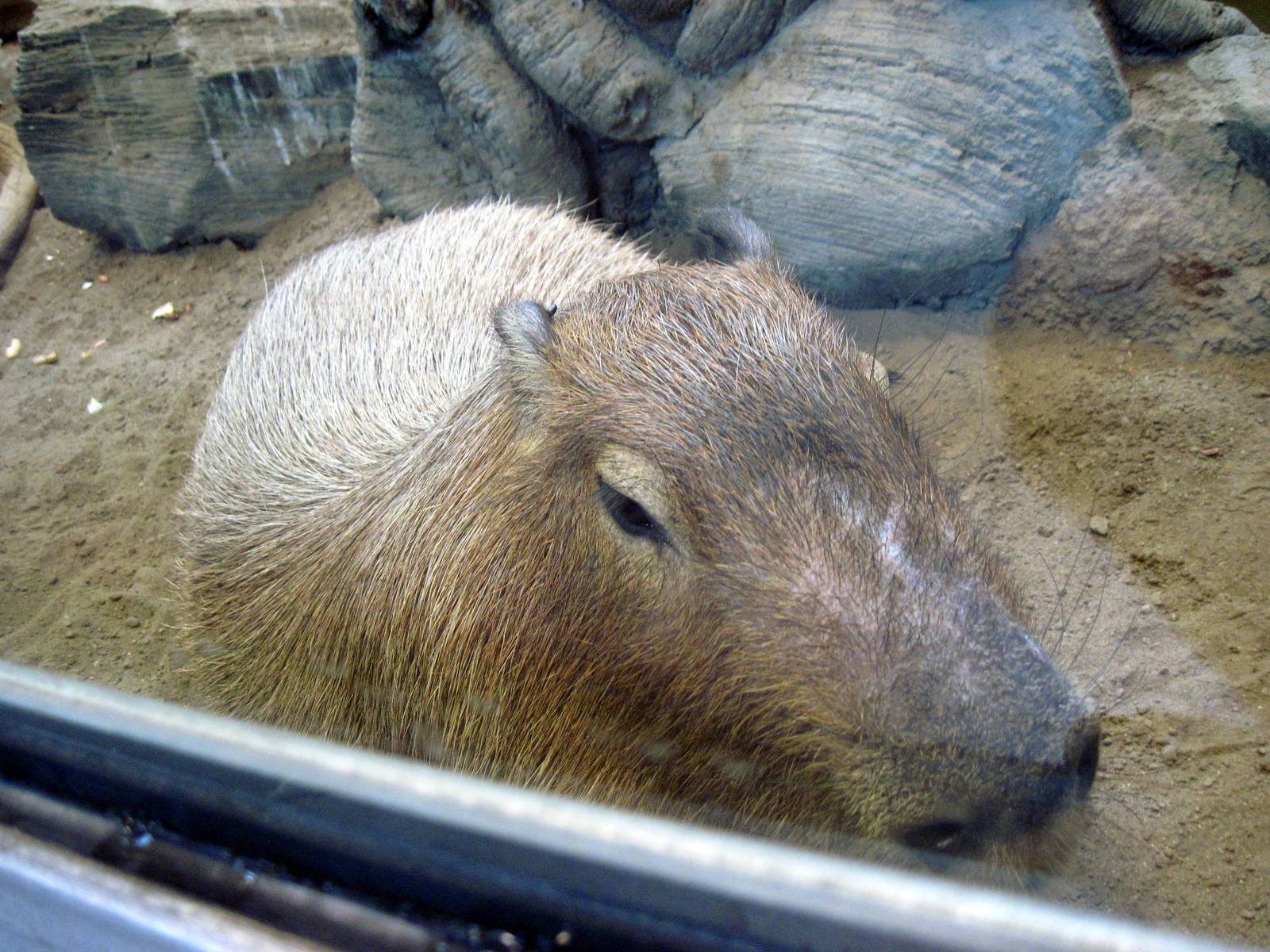 Tropics-Capybara