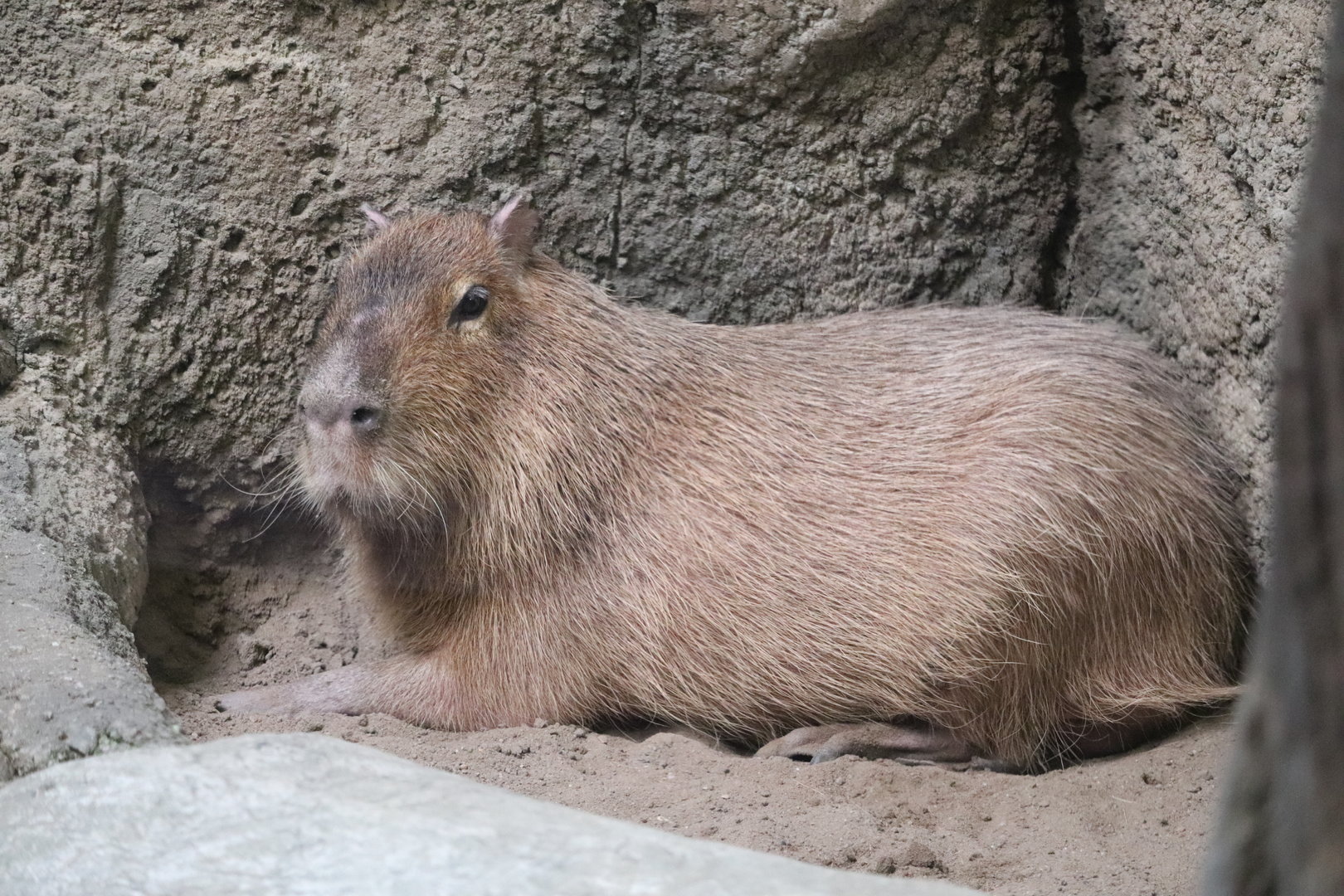 Tropics - Capybara