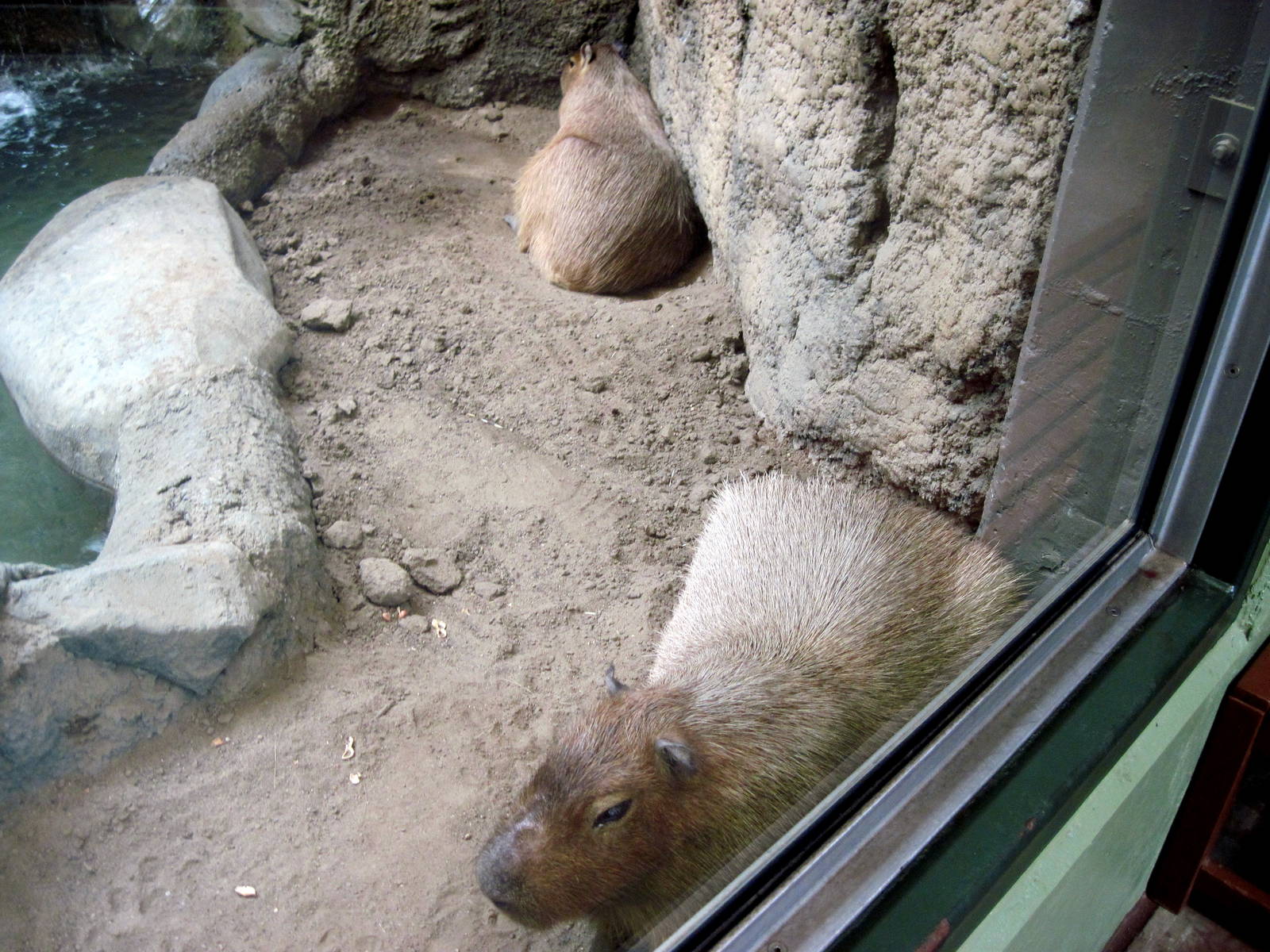 Tropics-Capybaras