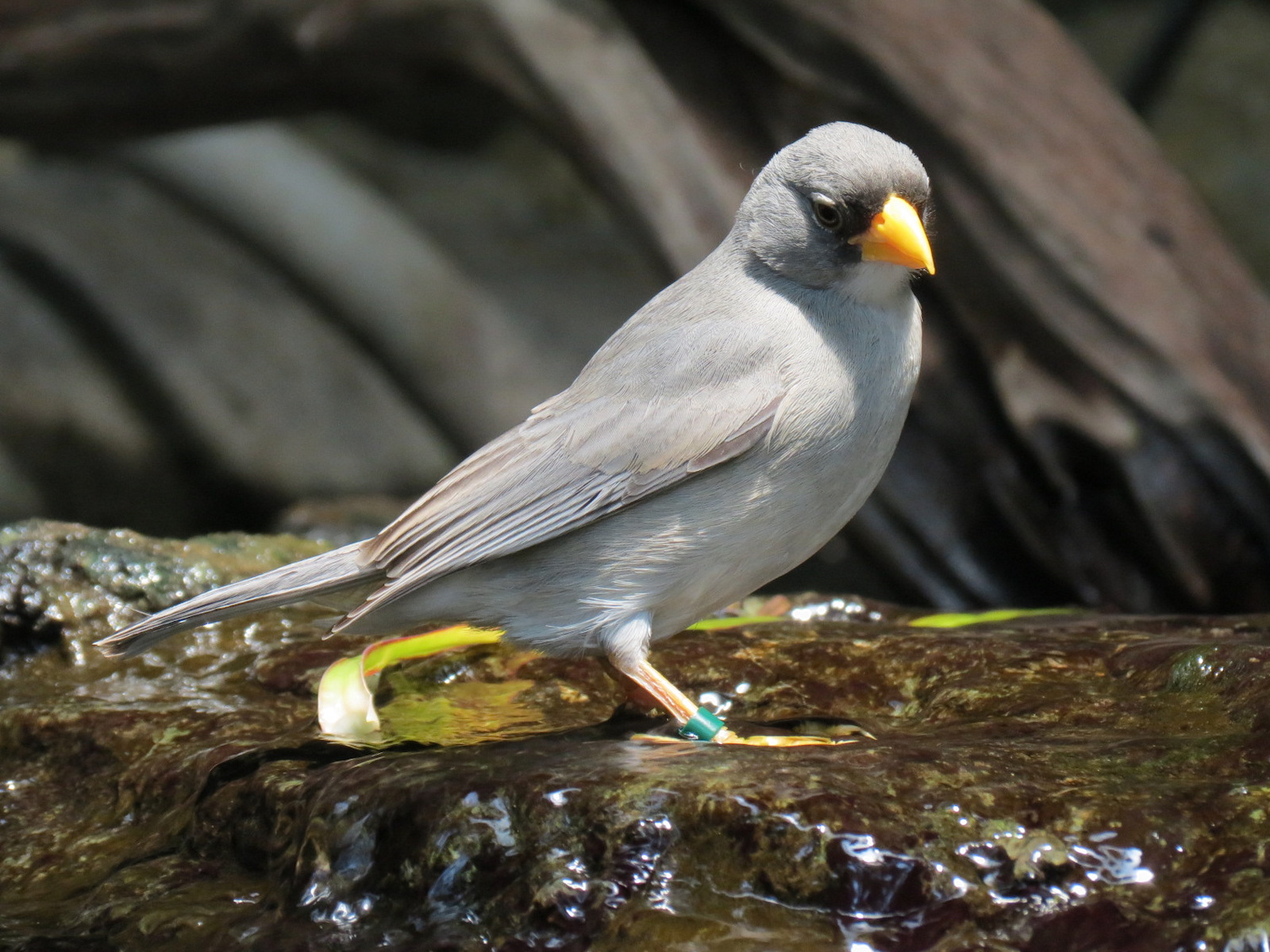 Tropics - Cinereous Finch