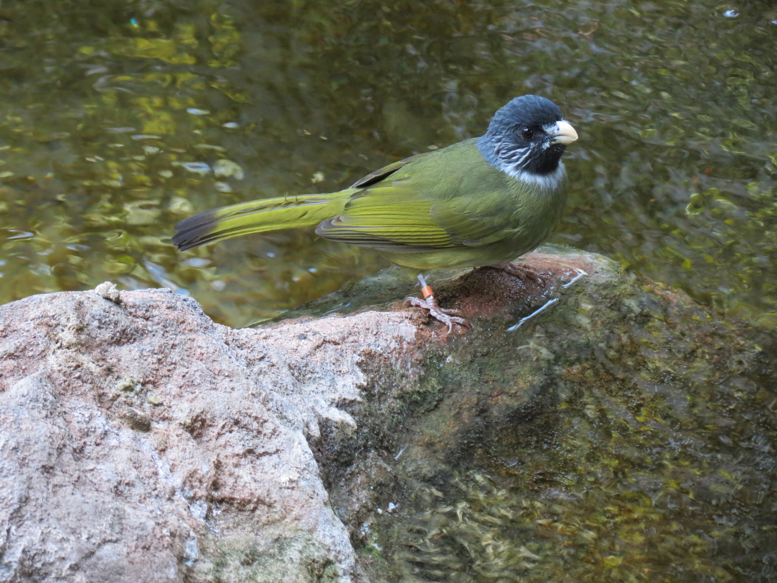 Tropics - Collared Finch-billed Bulbul
