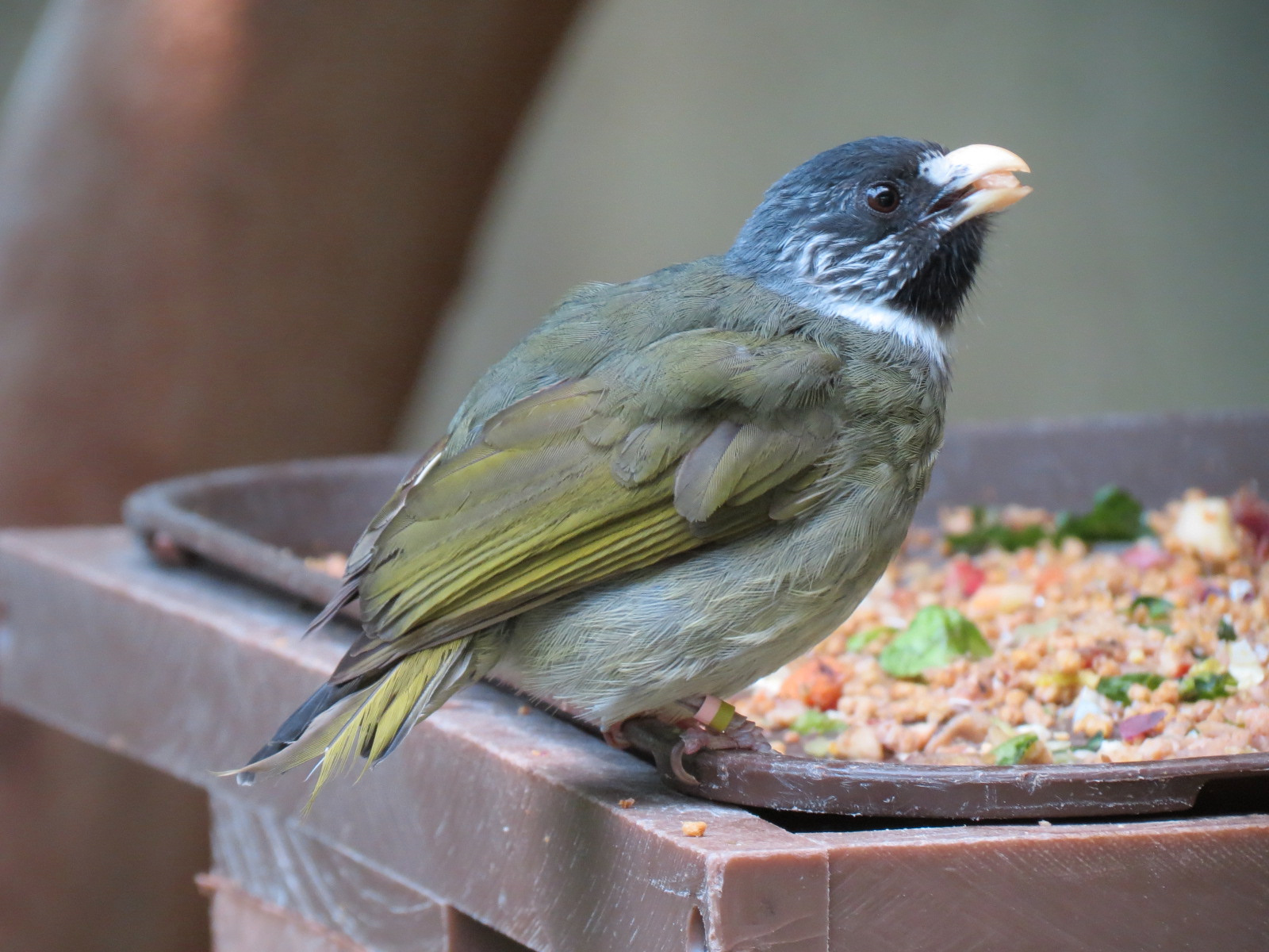 Tropics - Collared Finch-billed Bulbul