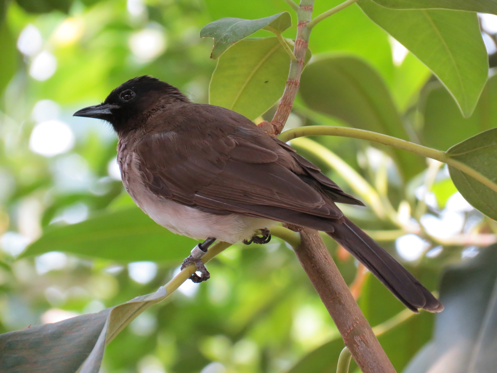 Tropics - Common Bulbul