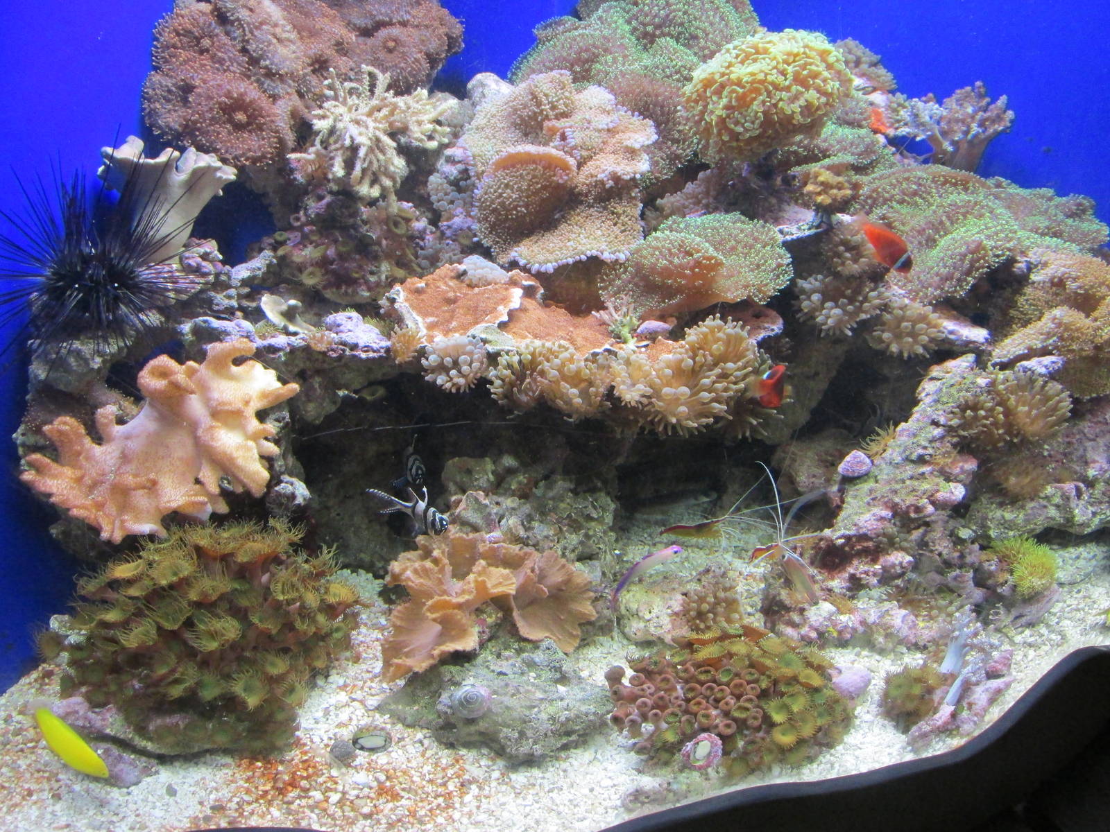 Tropics Coral Reef Tank