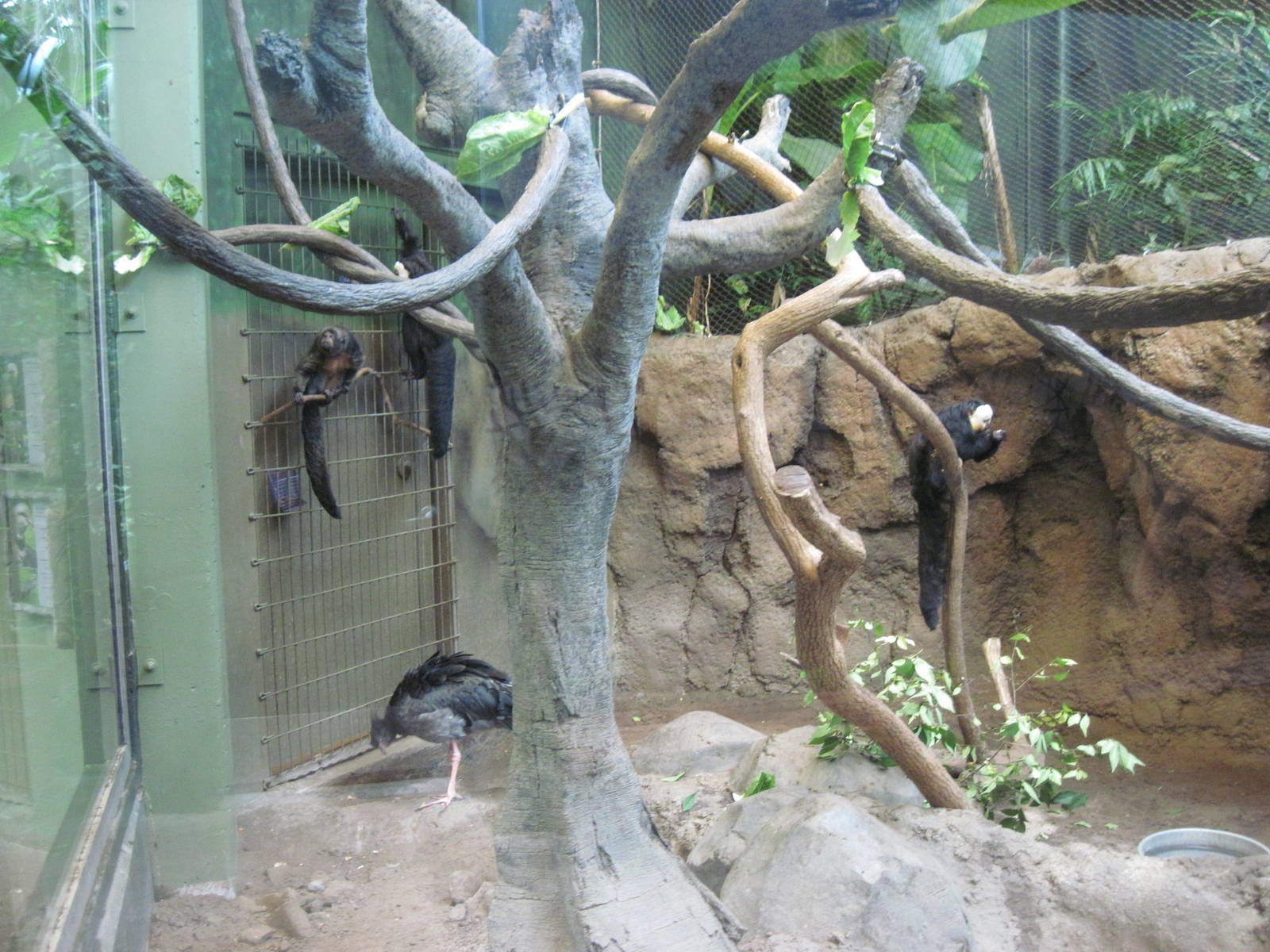 Tropics-Crested Screamer and Whitr-faced Saki Monkeys