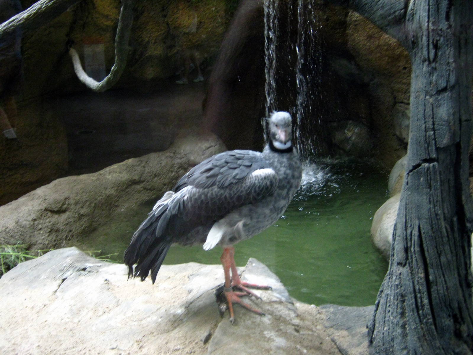 Tropics-Crested Screamer