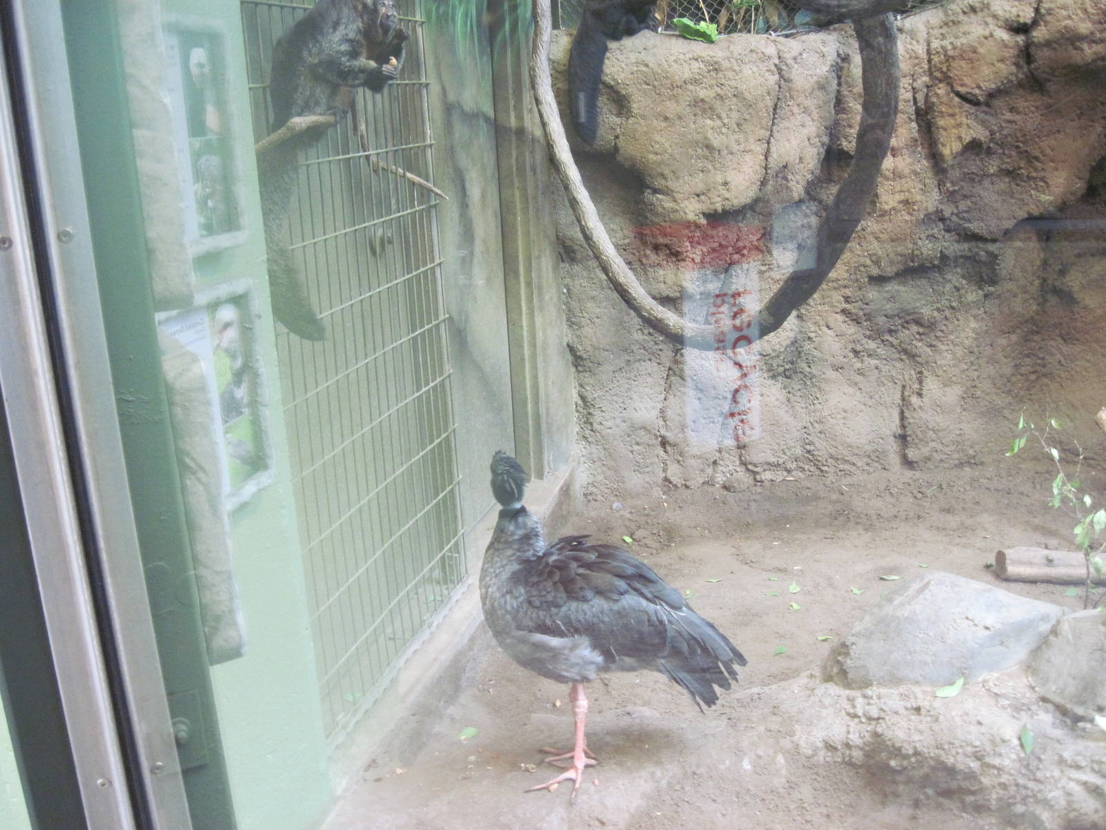 Tropics-Crested Screamer