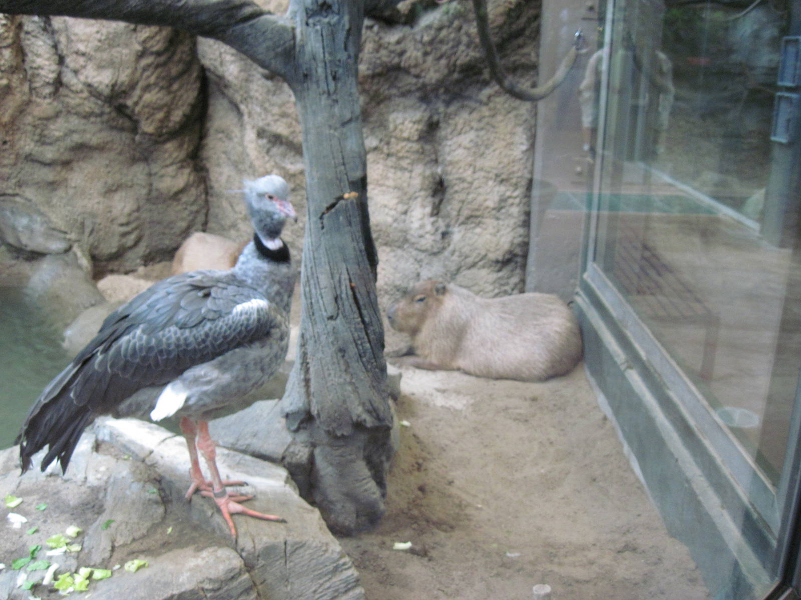 Tropics-Crested Screamer
