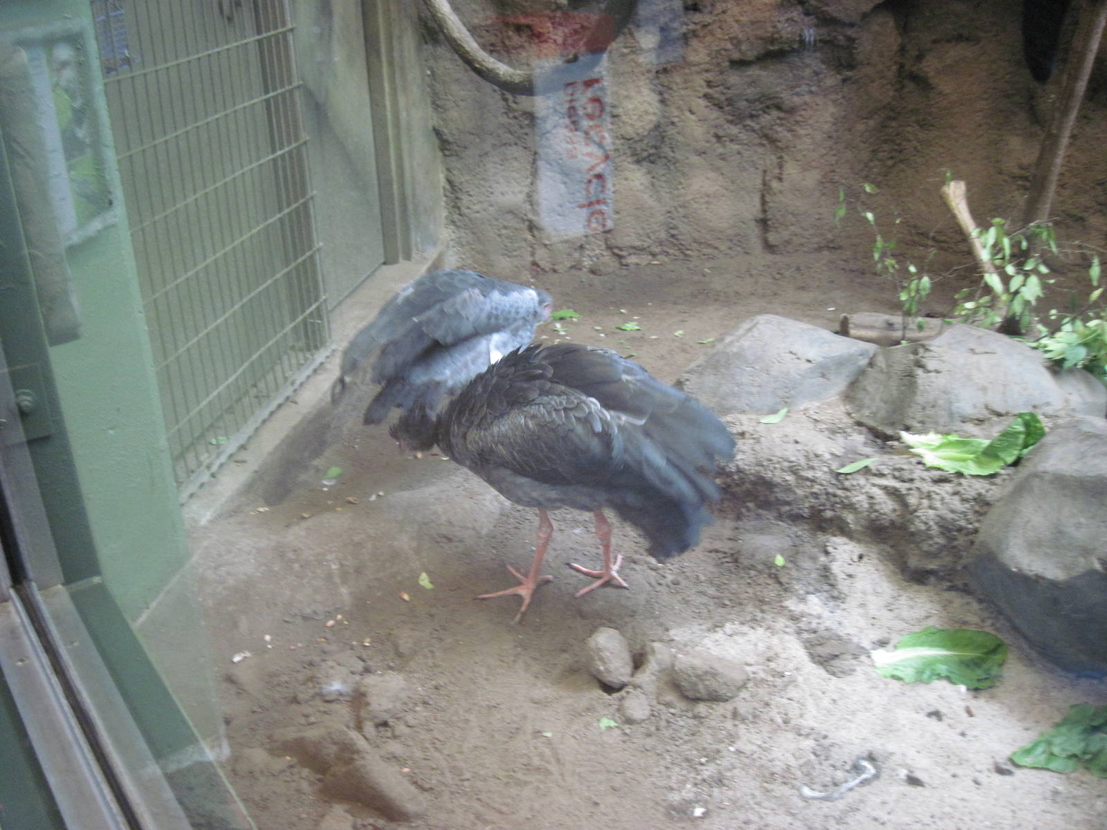 Tropics-Crested Screamer