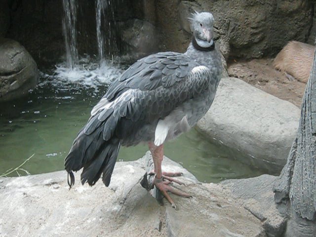 Tropics-Creted Screamer