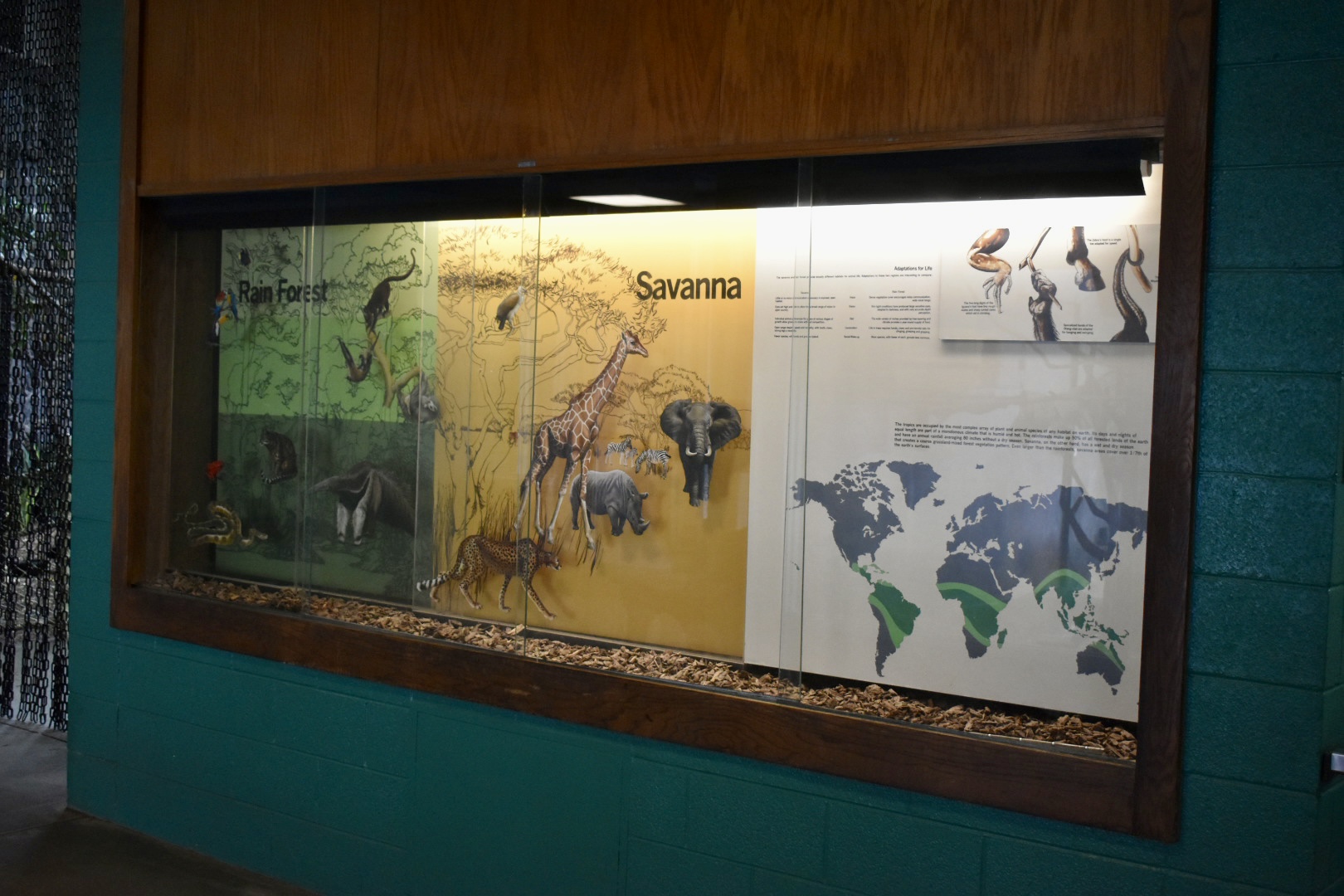 Tropics Display - Tropics Zone - Small Animal Building