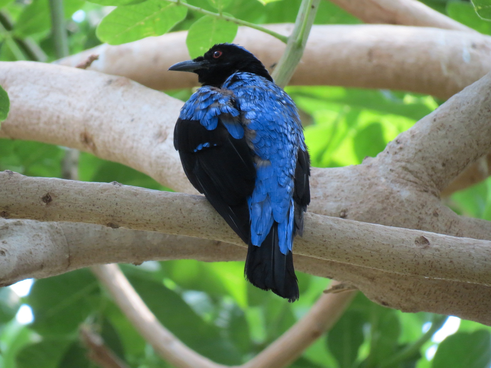 Tropics - Fairy-bluebird