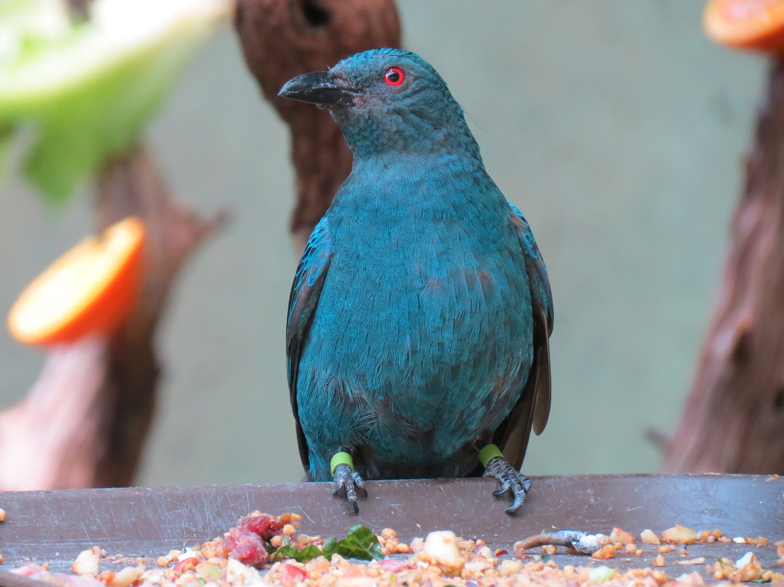 Tropics - Fairy-bluebird