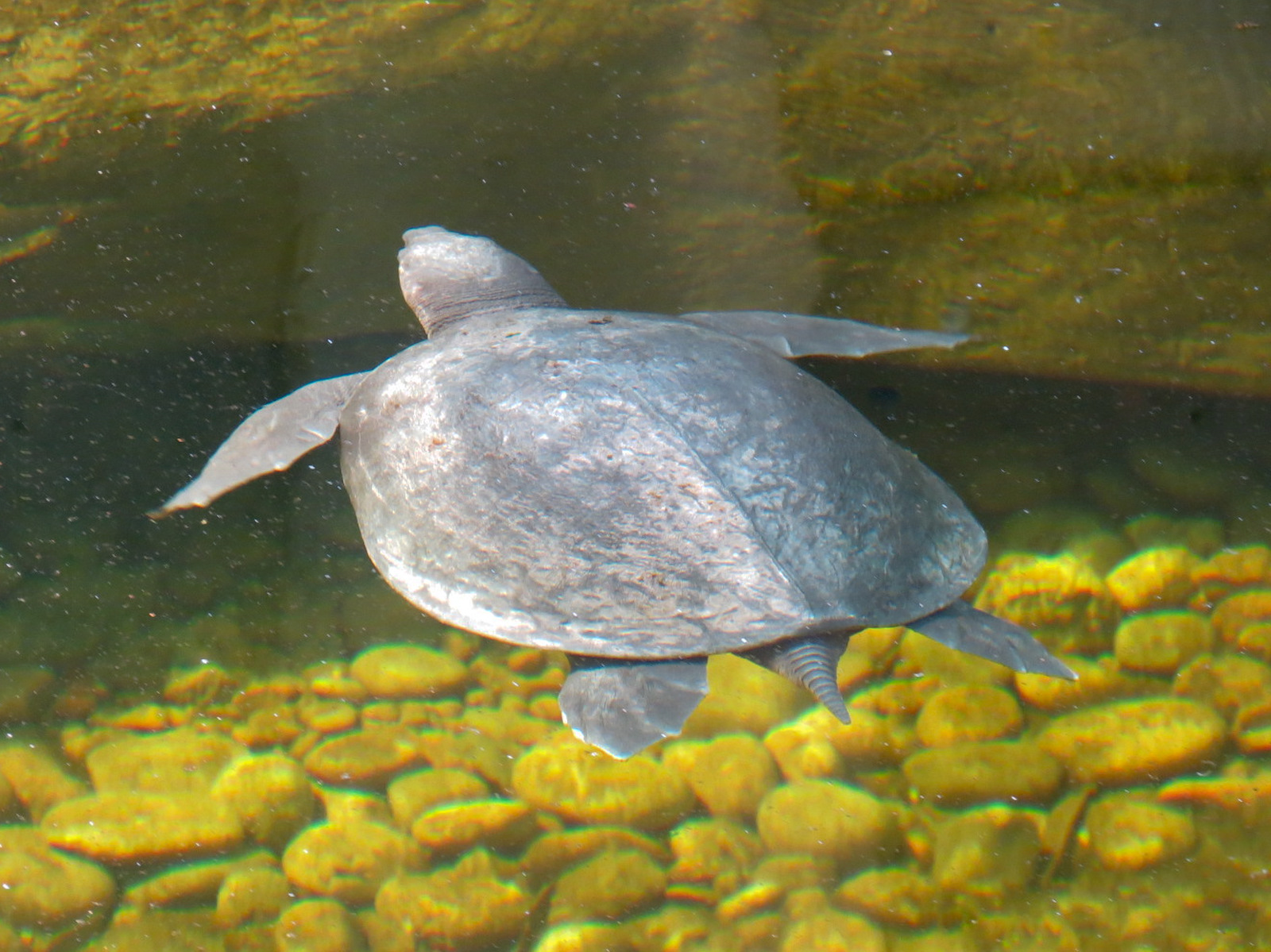 Tropics - Fly River Turtle