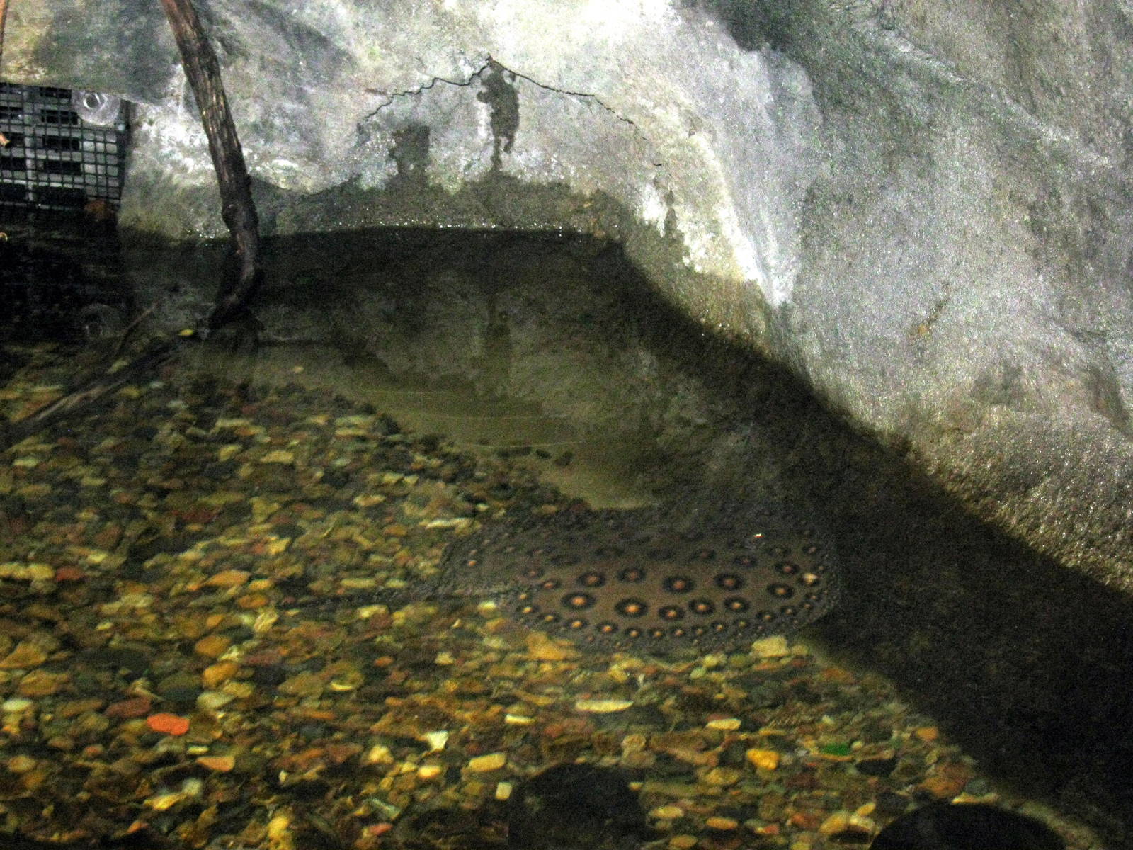 Tropics-Freshwater Stingray