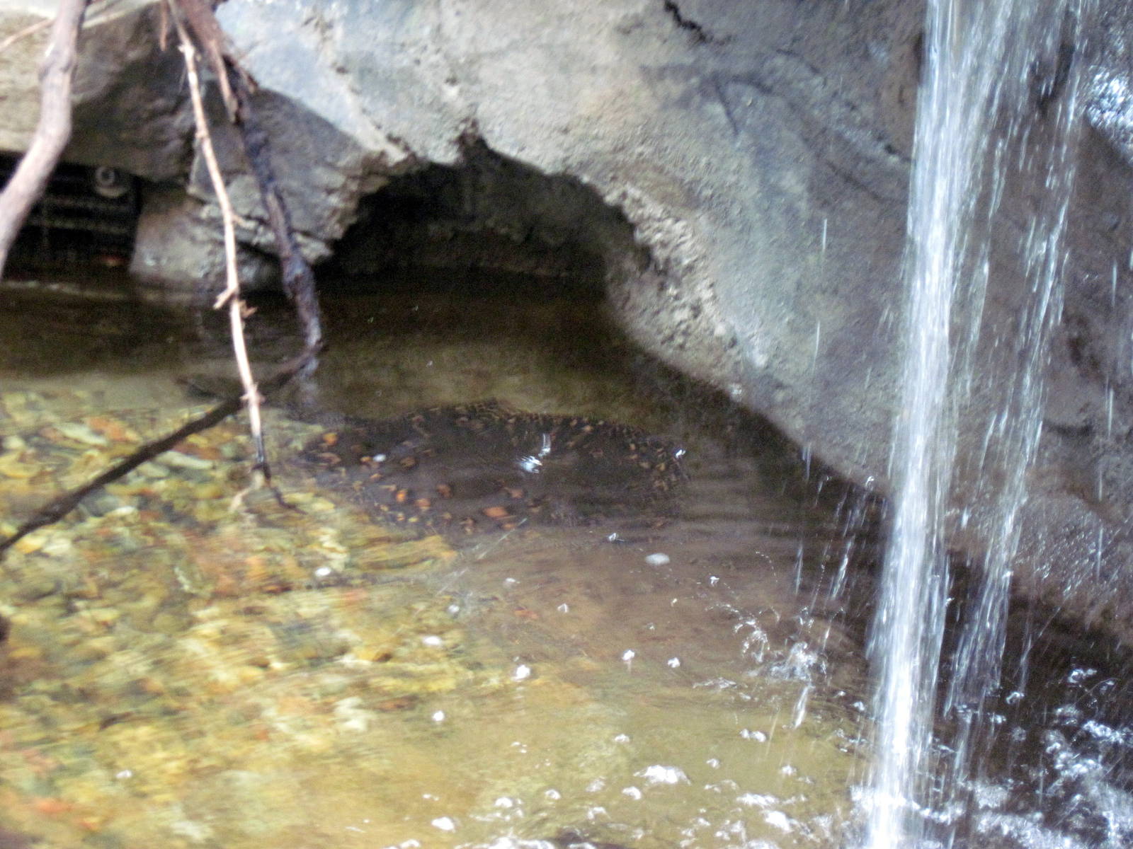 Tropics-Freshwater Stingrays