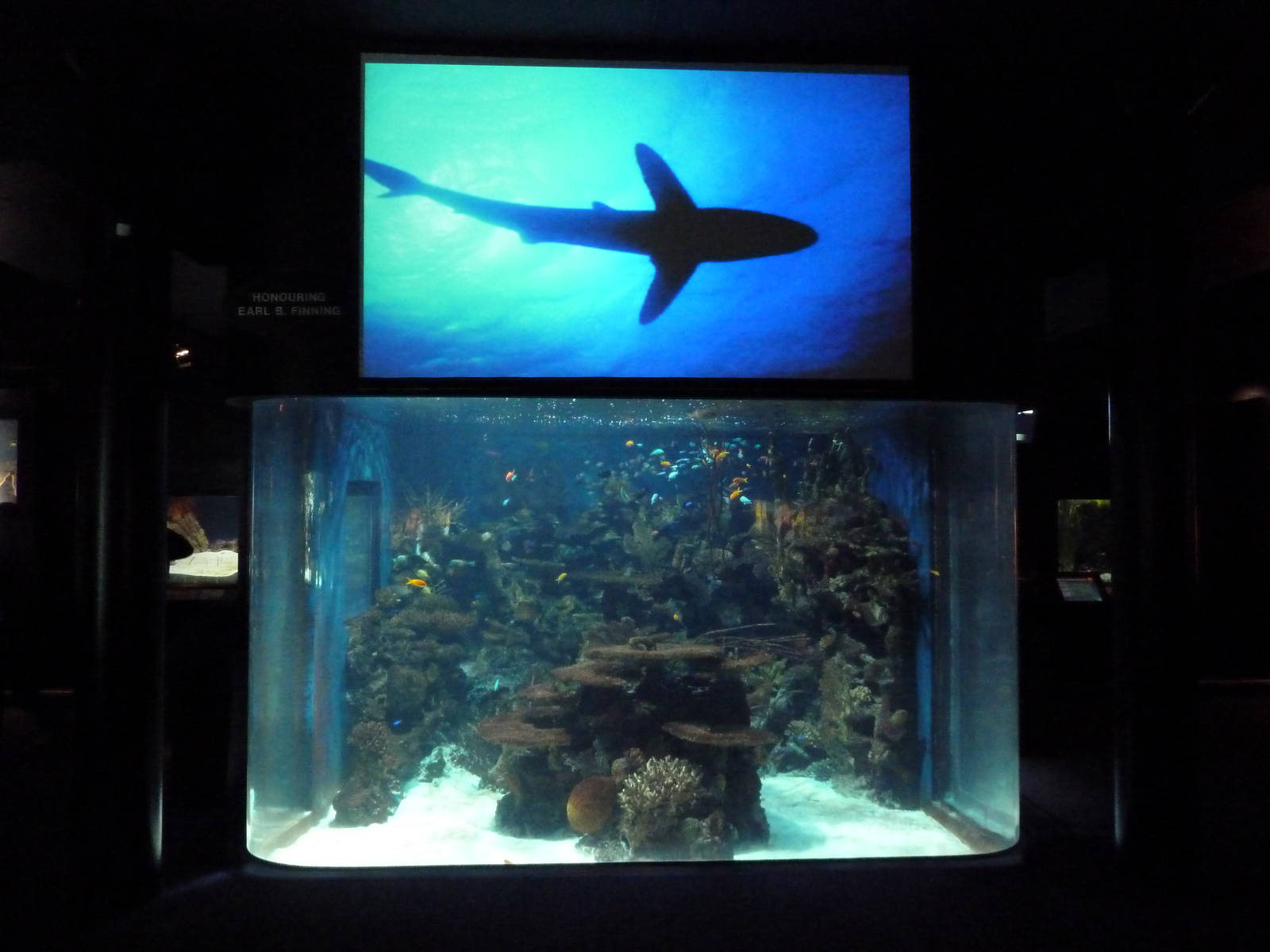 Tropics Gallery - Coral Reef Exhibit