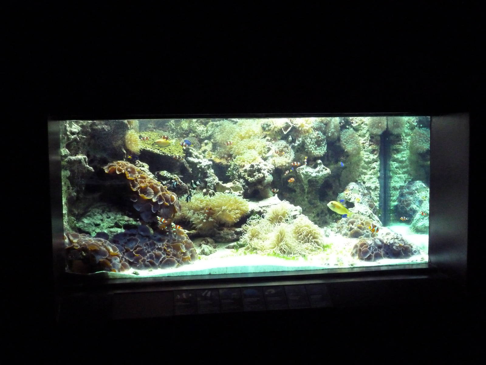 Tropics Gallery - Coral Reef Exhibit