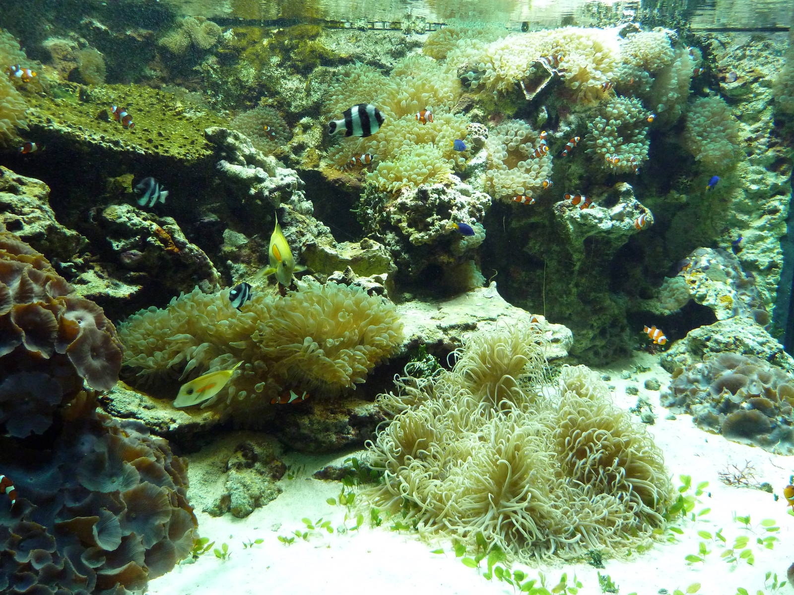 Tropics Gallery - Coral Reef Exhibit