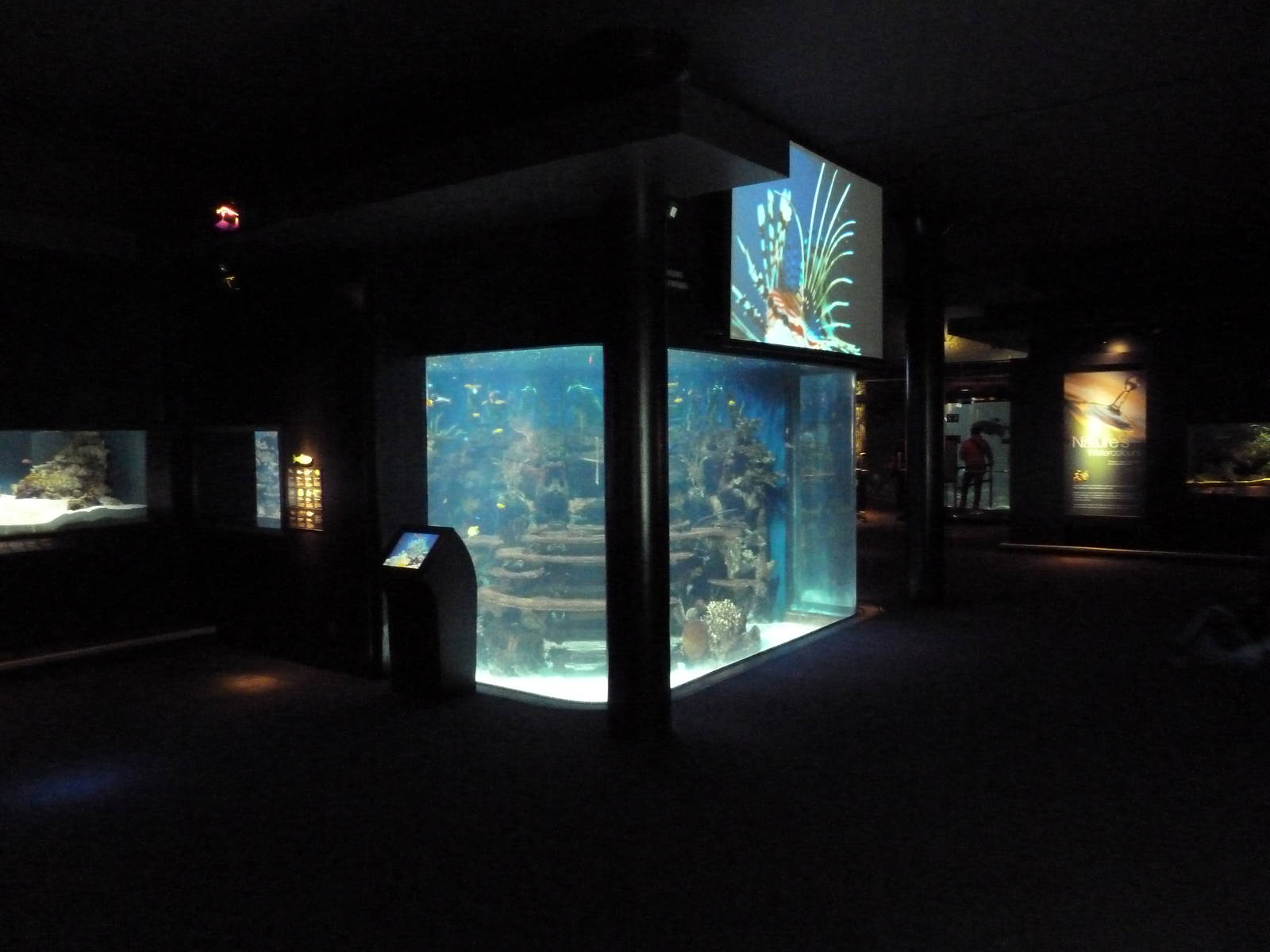Tropics Gallery - Coral Reef Exhibit