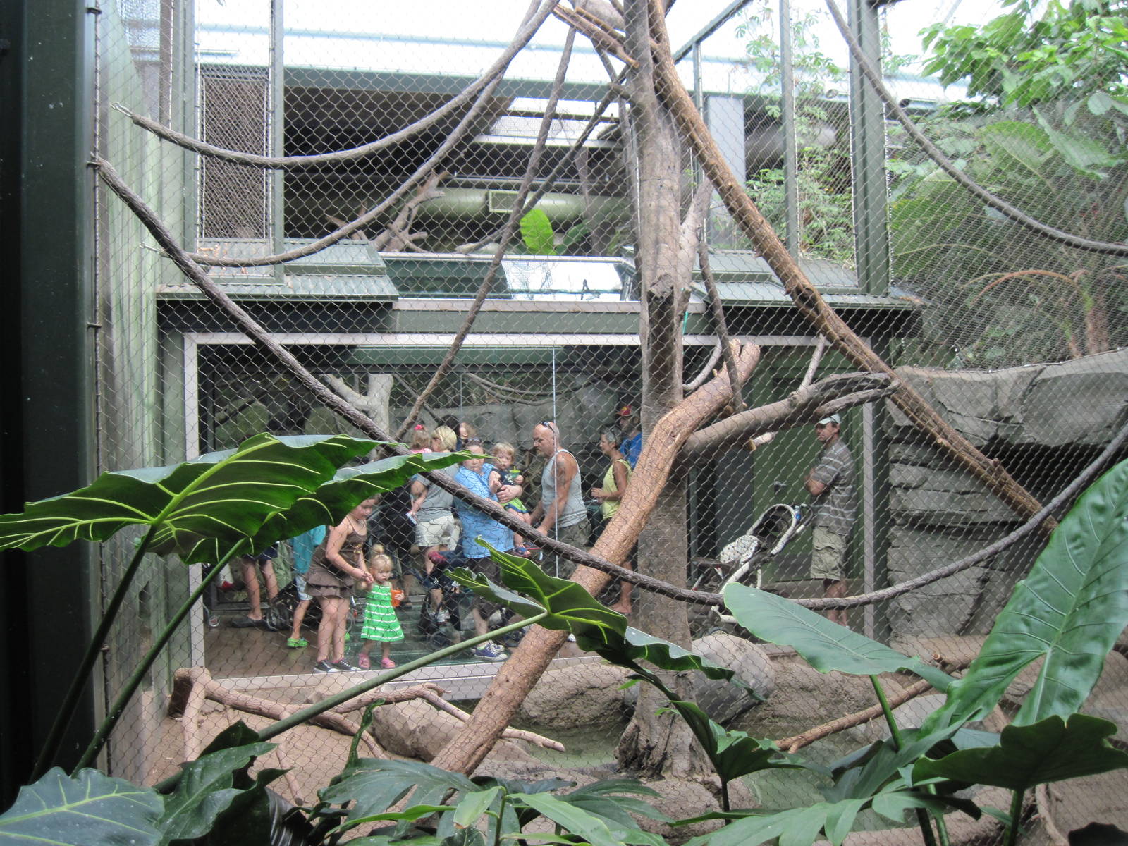 Tropics-Gibbon Exhibit