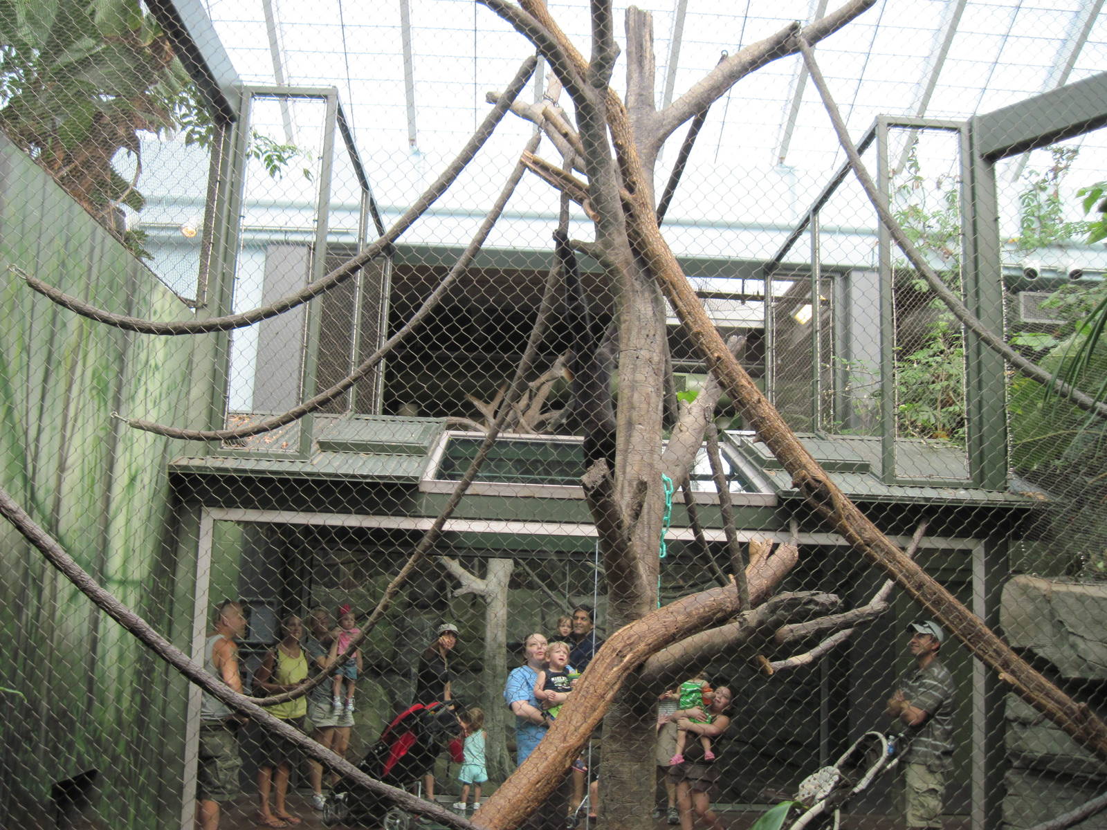 Tropics-Gibbon Exhibit