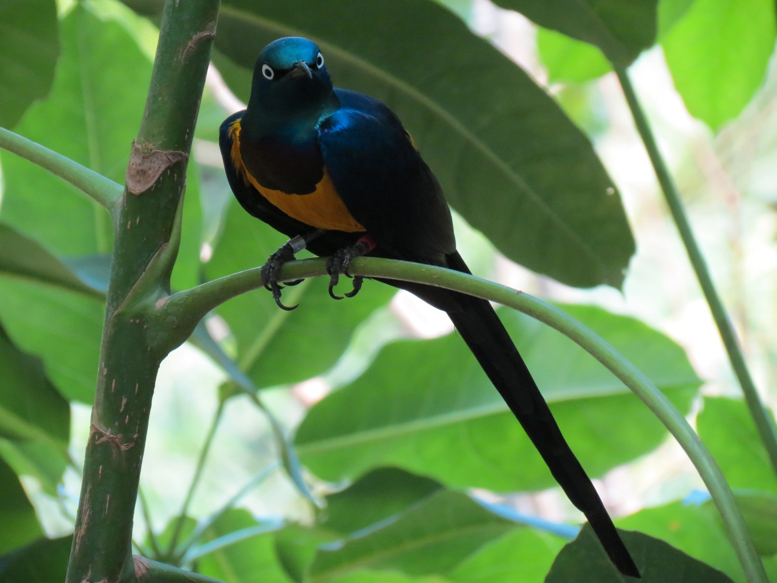Tropics - Golden-breasted Starling