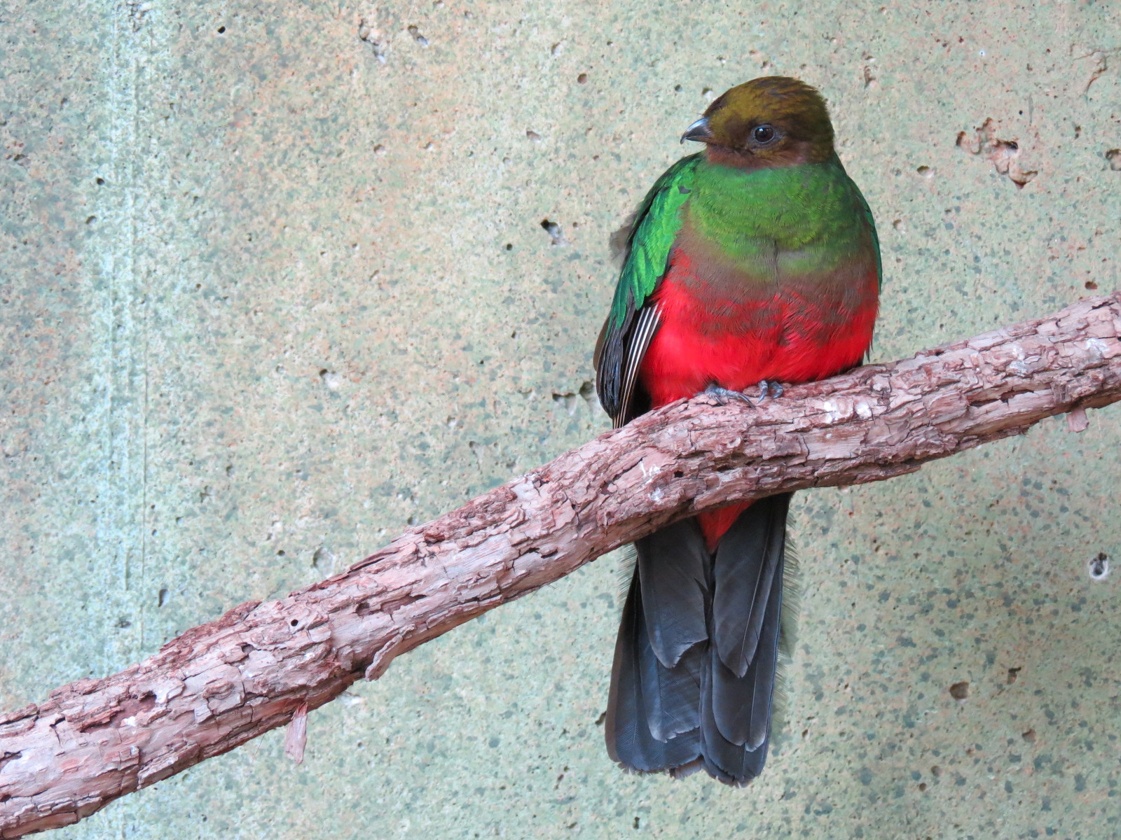 Tropics - Golden-headed Quetzal