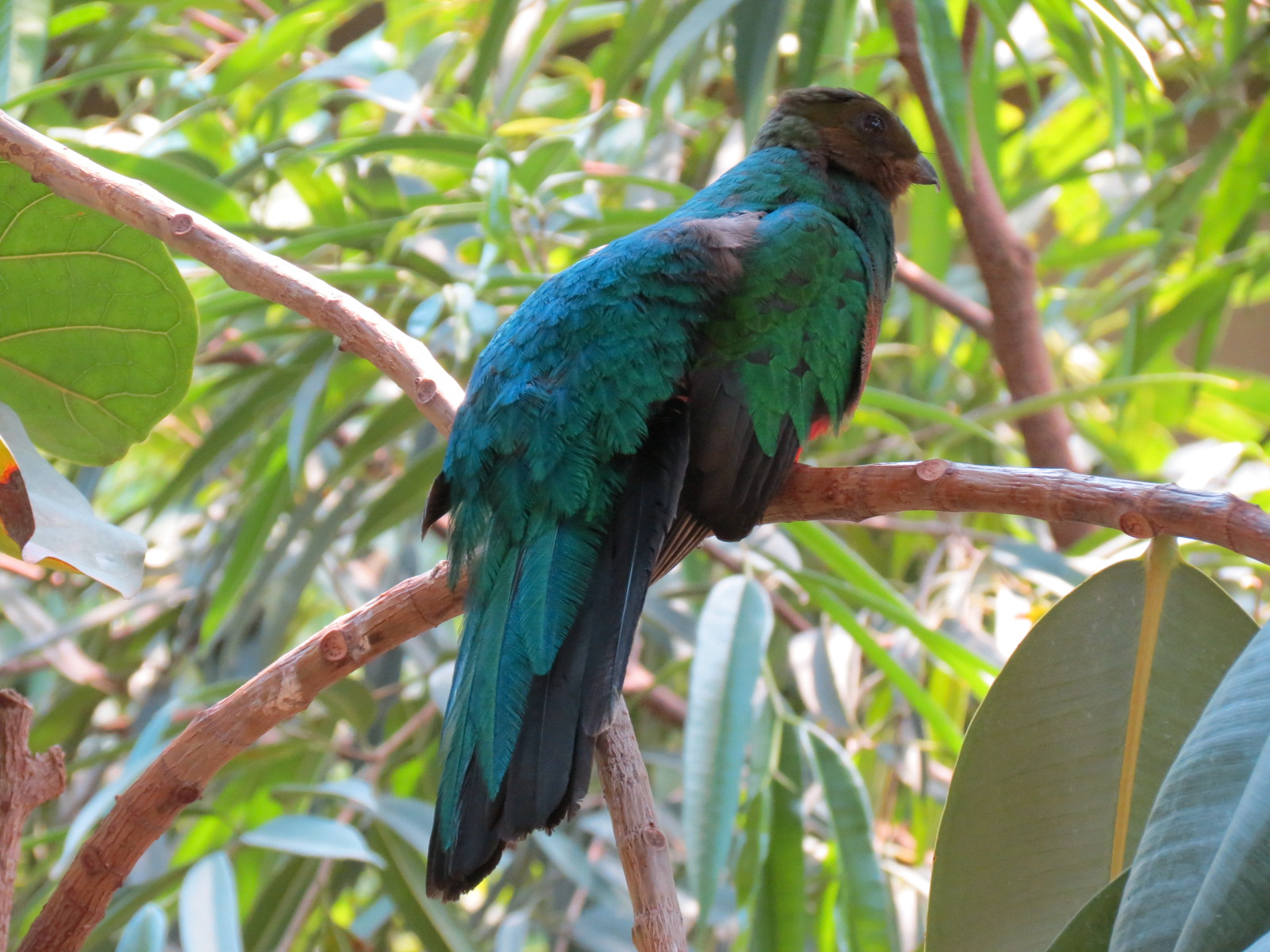 Tropics - Golden-headed Quetzal