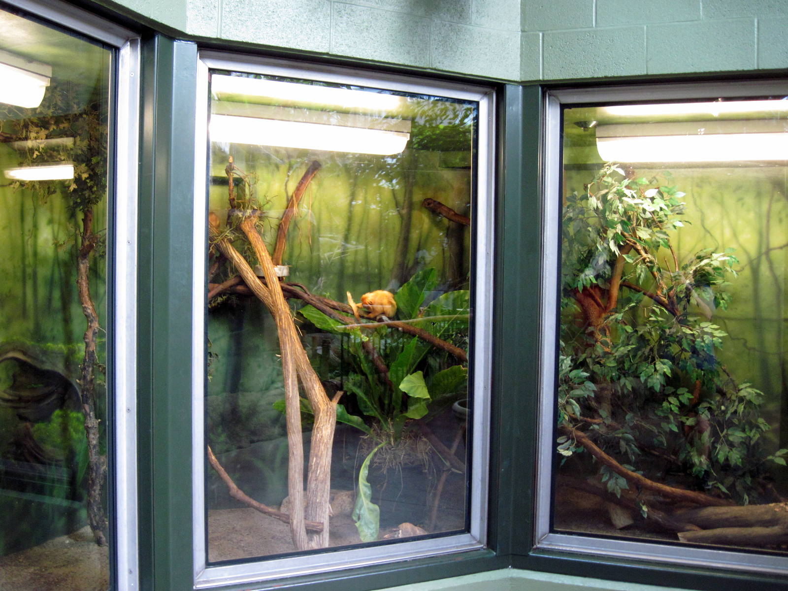 Tropics-Golden Lion Tamarin Exhibit