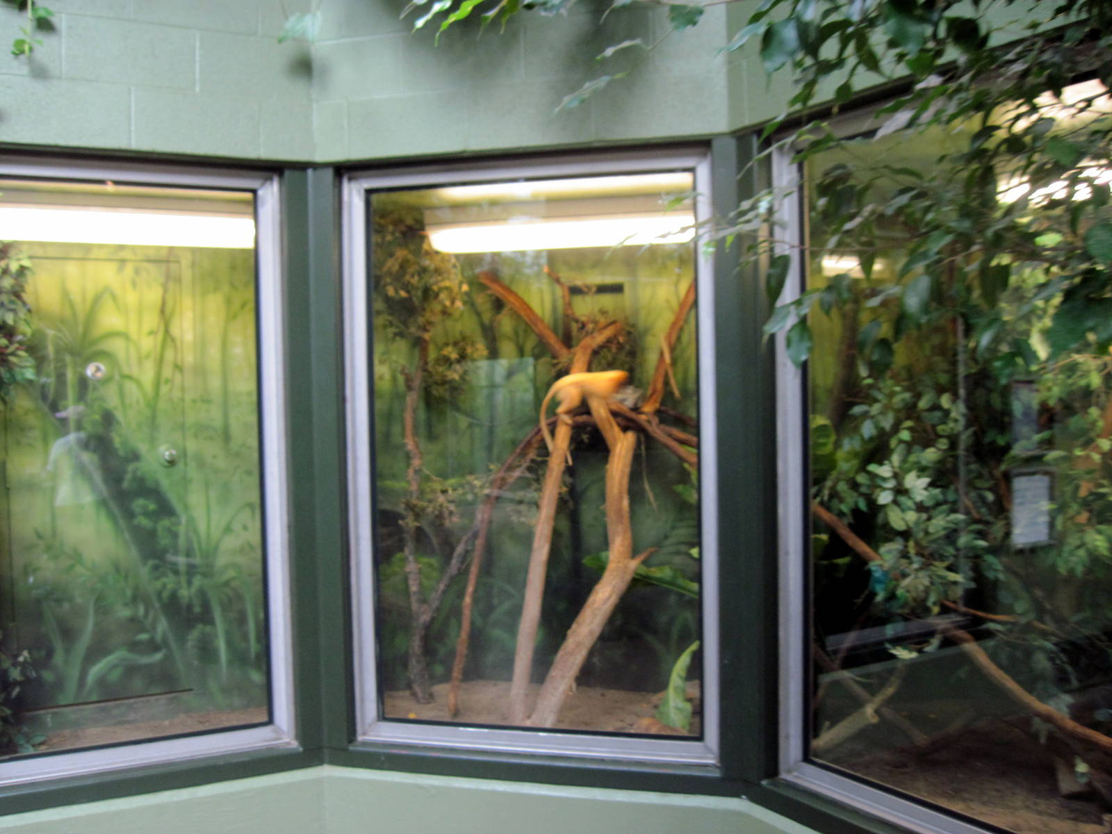 Tropics-Golden Lion Tamarin Exhibit