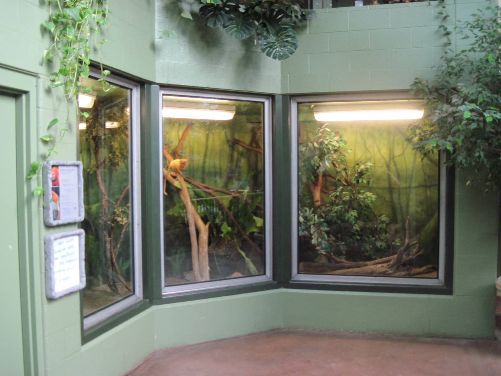 Tropics-Golden Lion Tamarin Exhibit