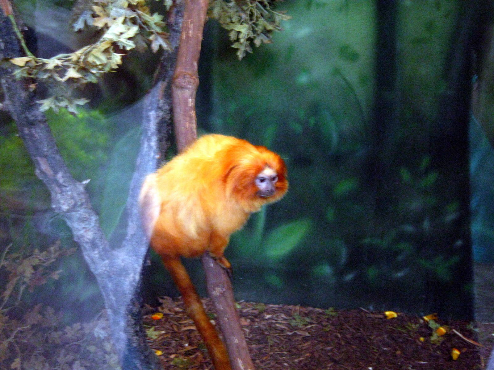 Tropics-Golden Lion Tamarin