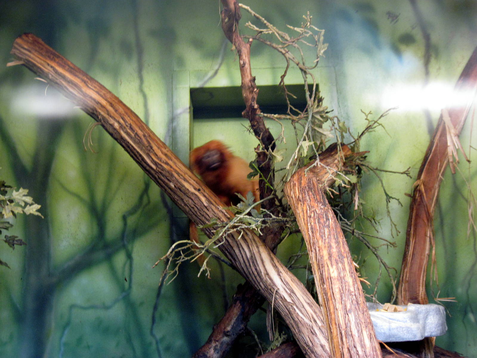 Tropics-Golden Lion Tamarin