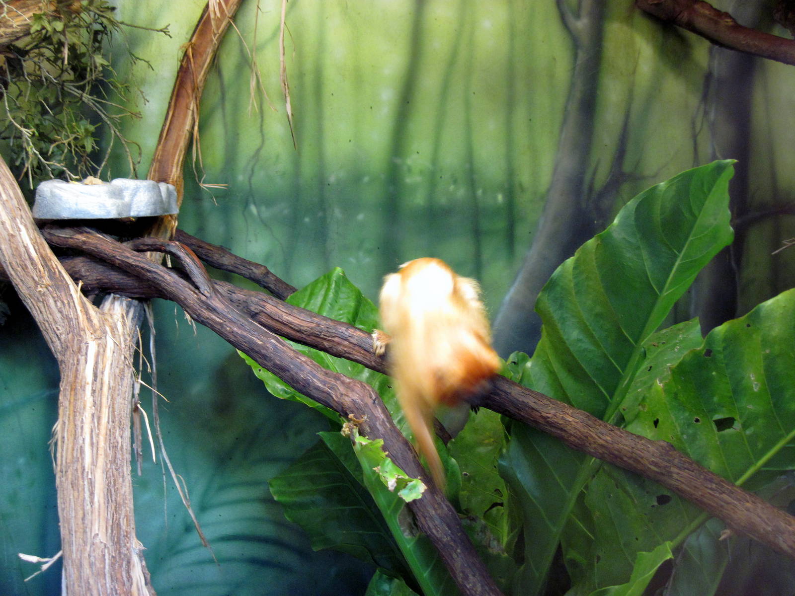 Tropics-Golden Lion Tamarin