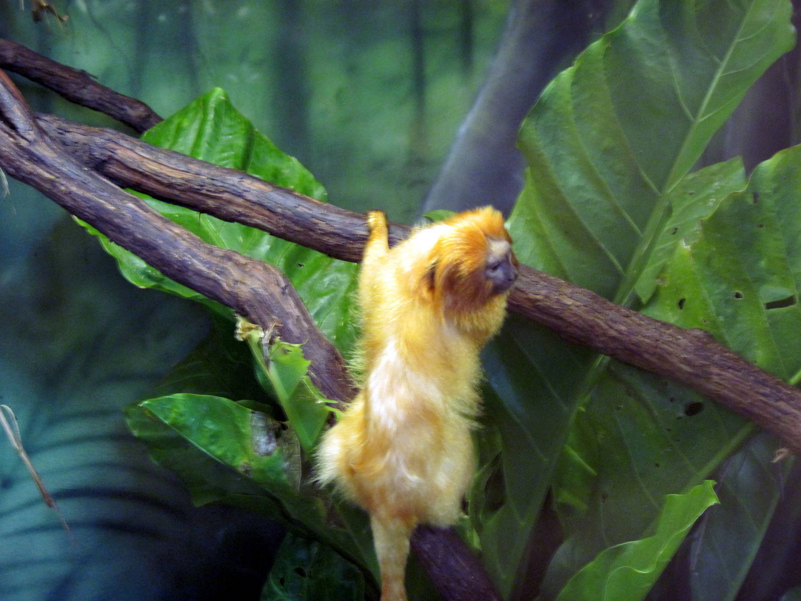 Tropics-Golden Lion Tamarin
