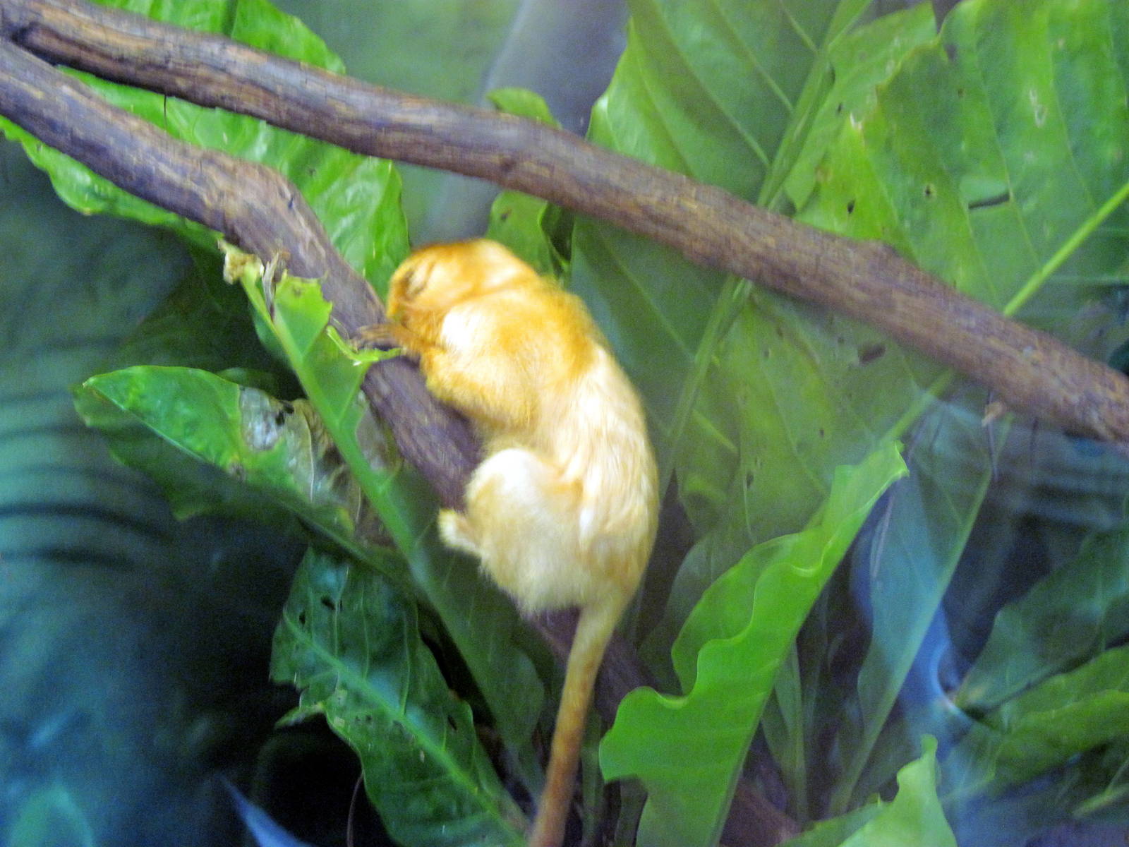 Tropics-Golden Lion Tamarin