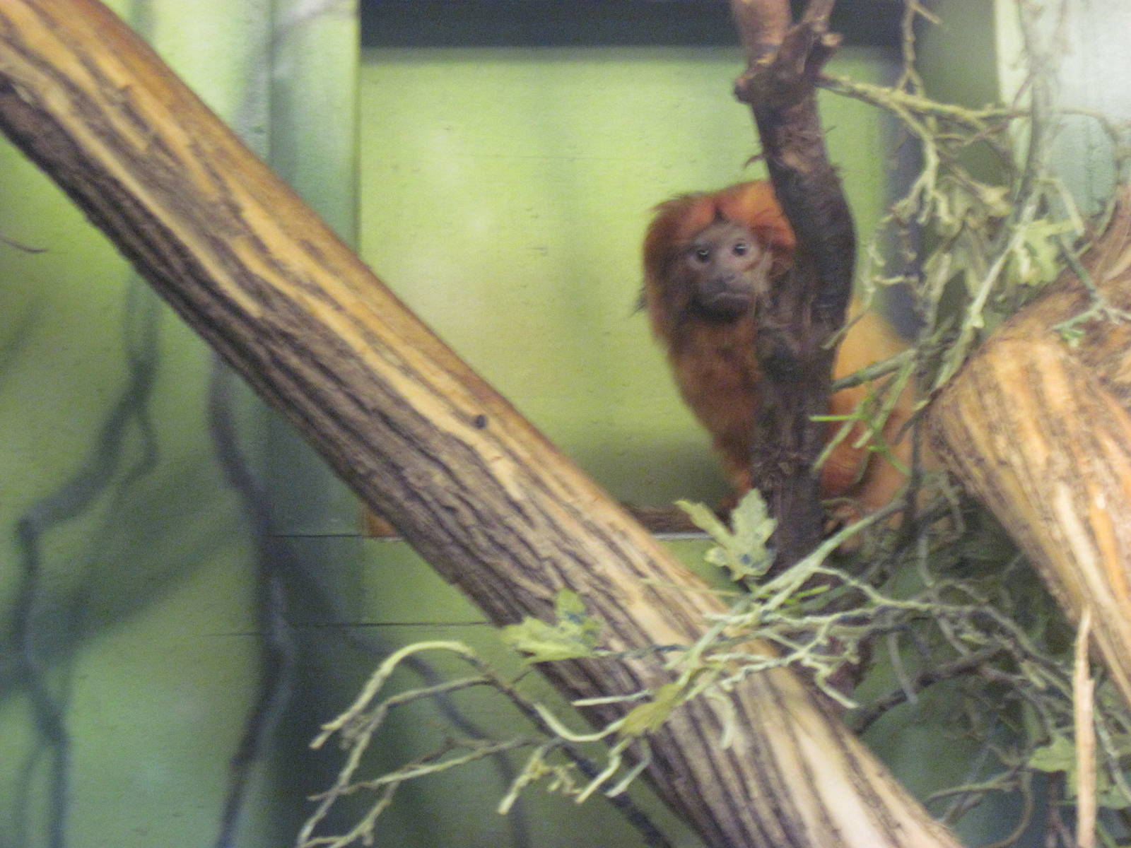 Tropics-Golden Lion Tamarin