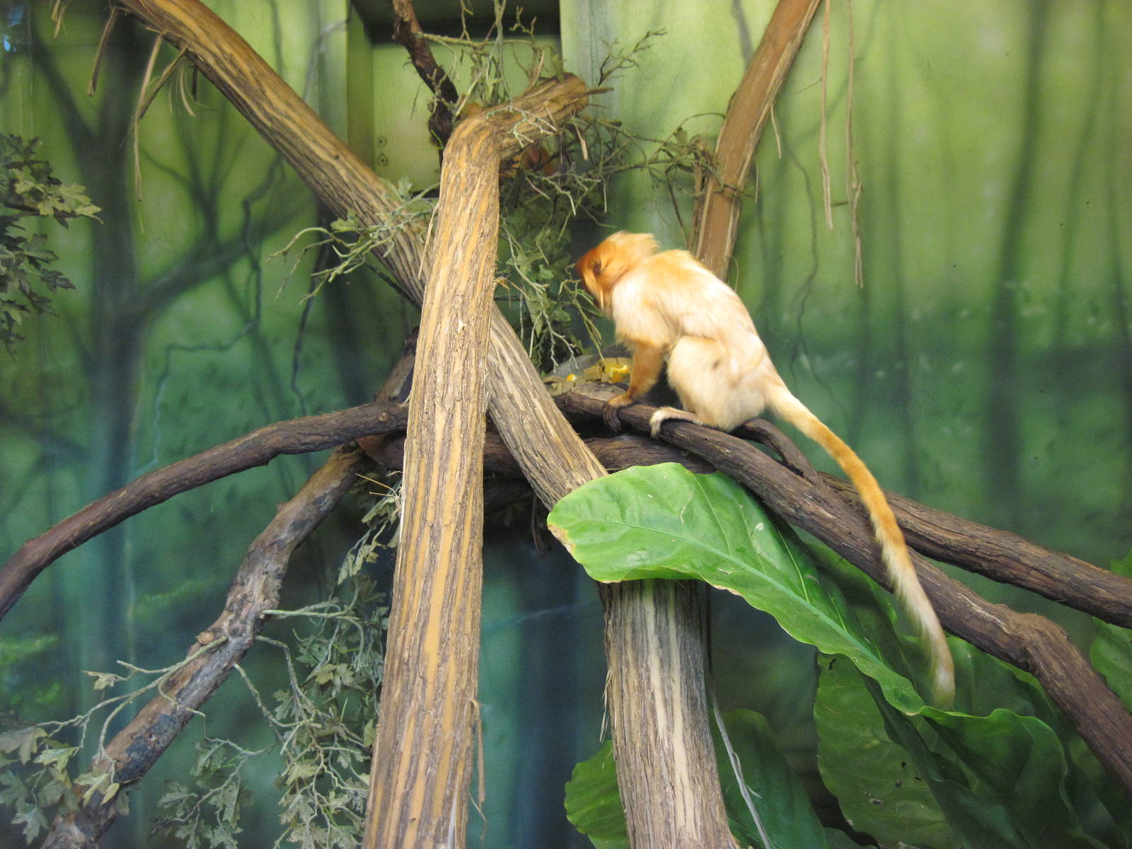 Tropics-Golden Lion Tamarin