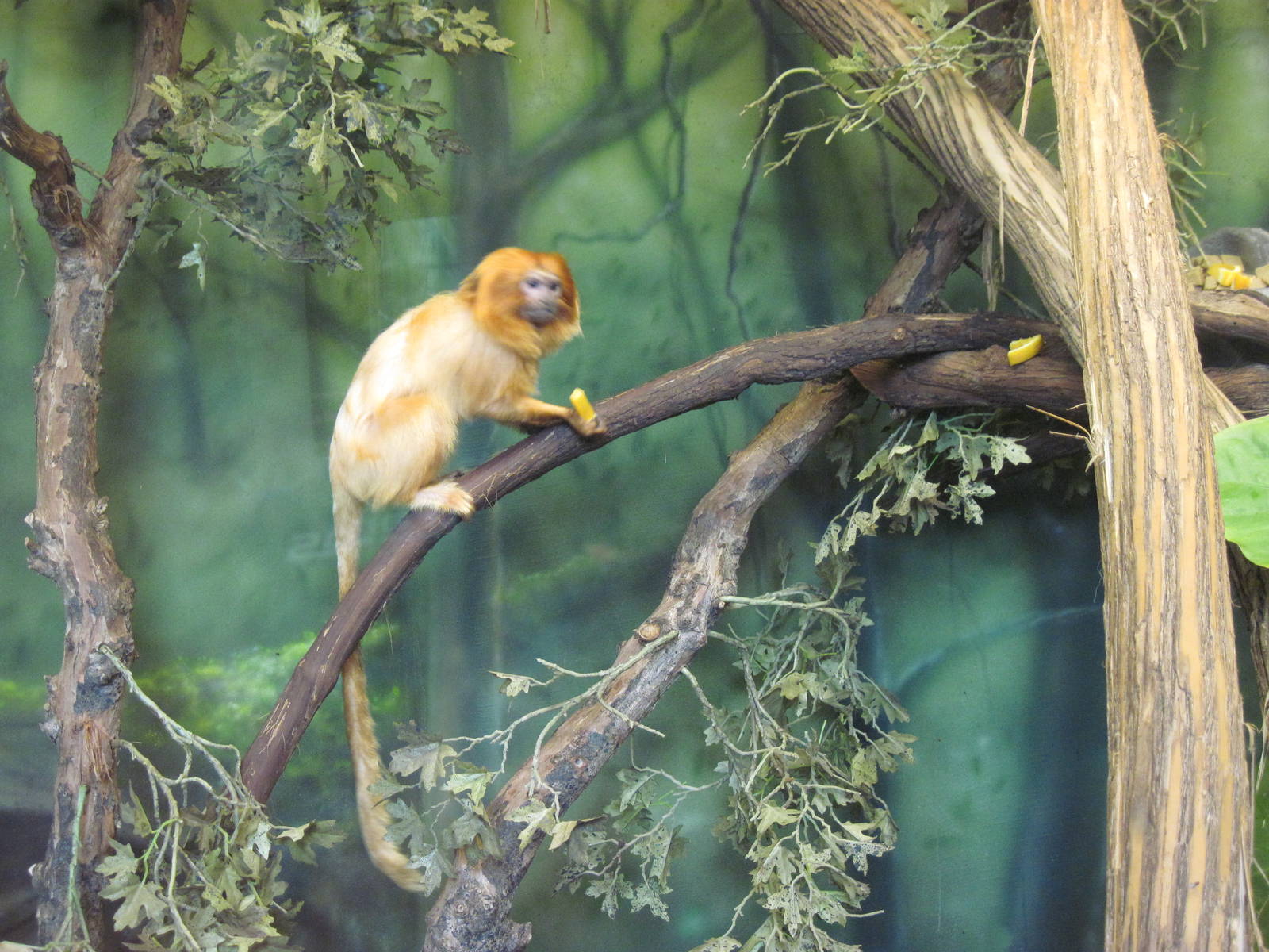 Tropics-Golden Lion Tamarin