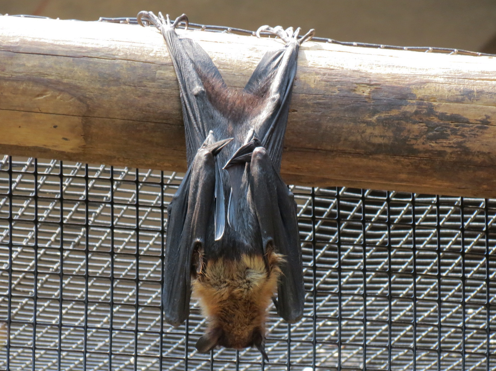 Tropics - Greater Indian Fruit Bat