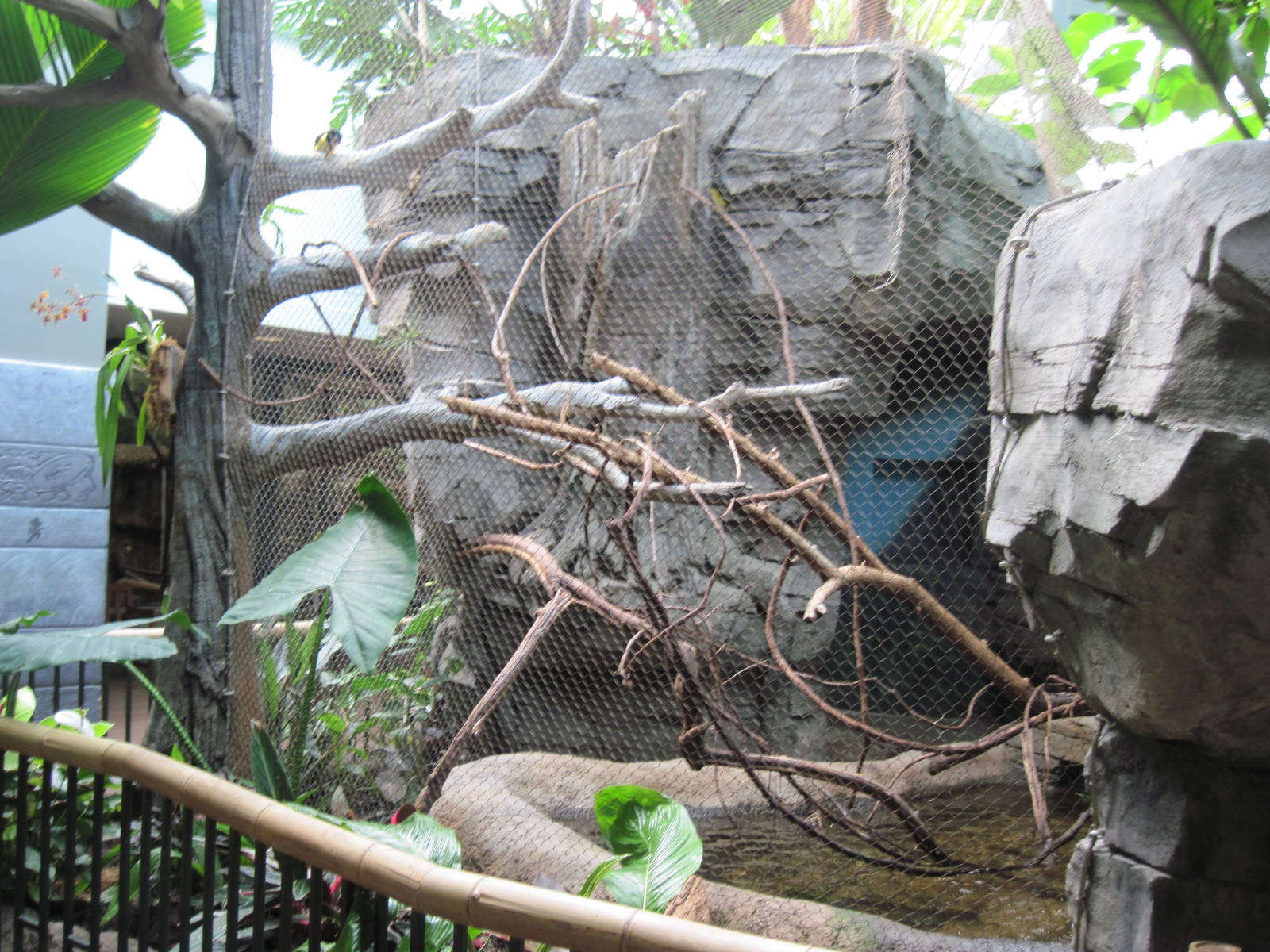 Tropics-Green Aracari Exhibit